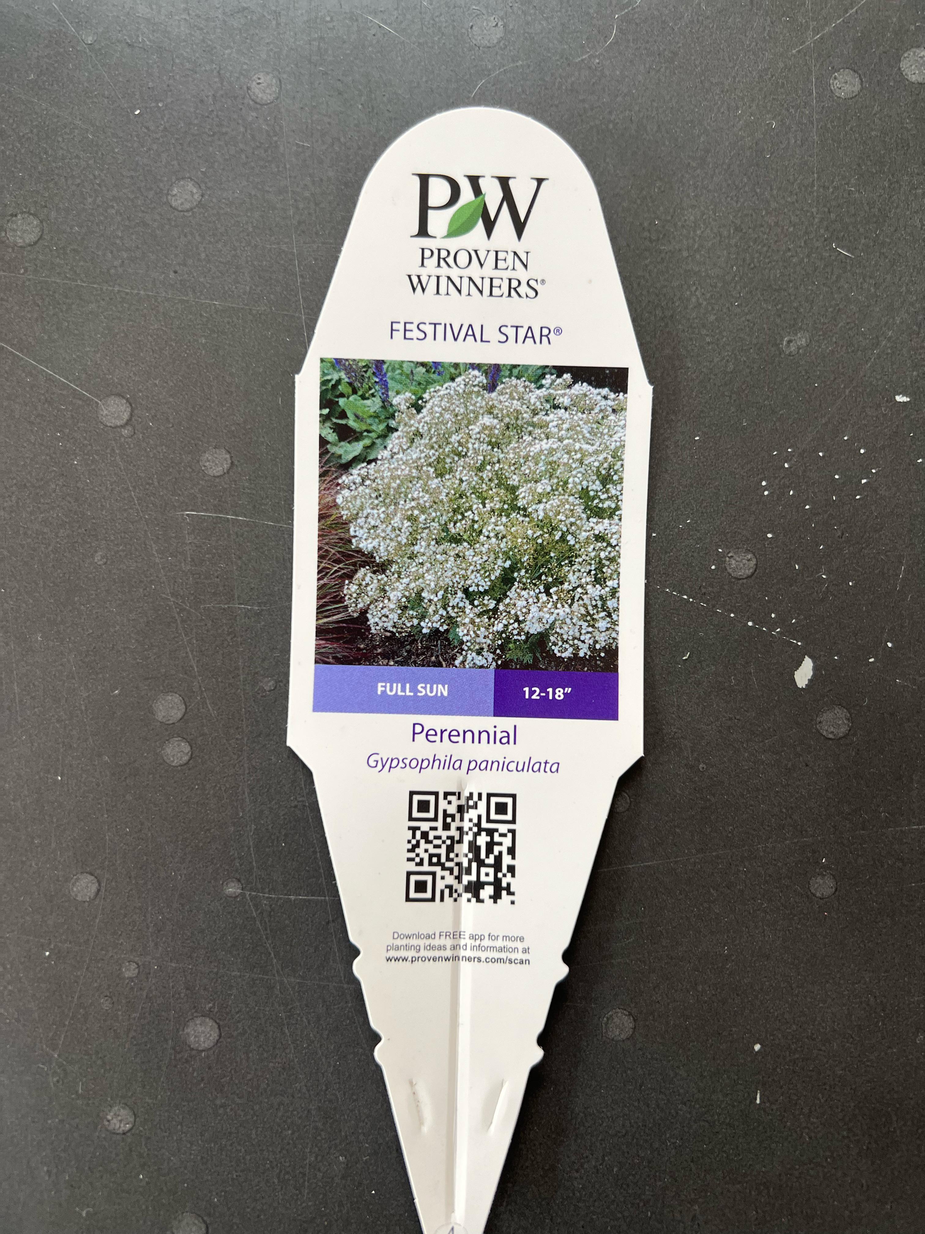 Help. Before I sink this in the border of our new house in Pennsylvania