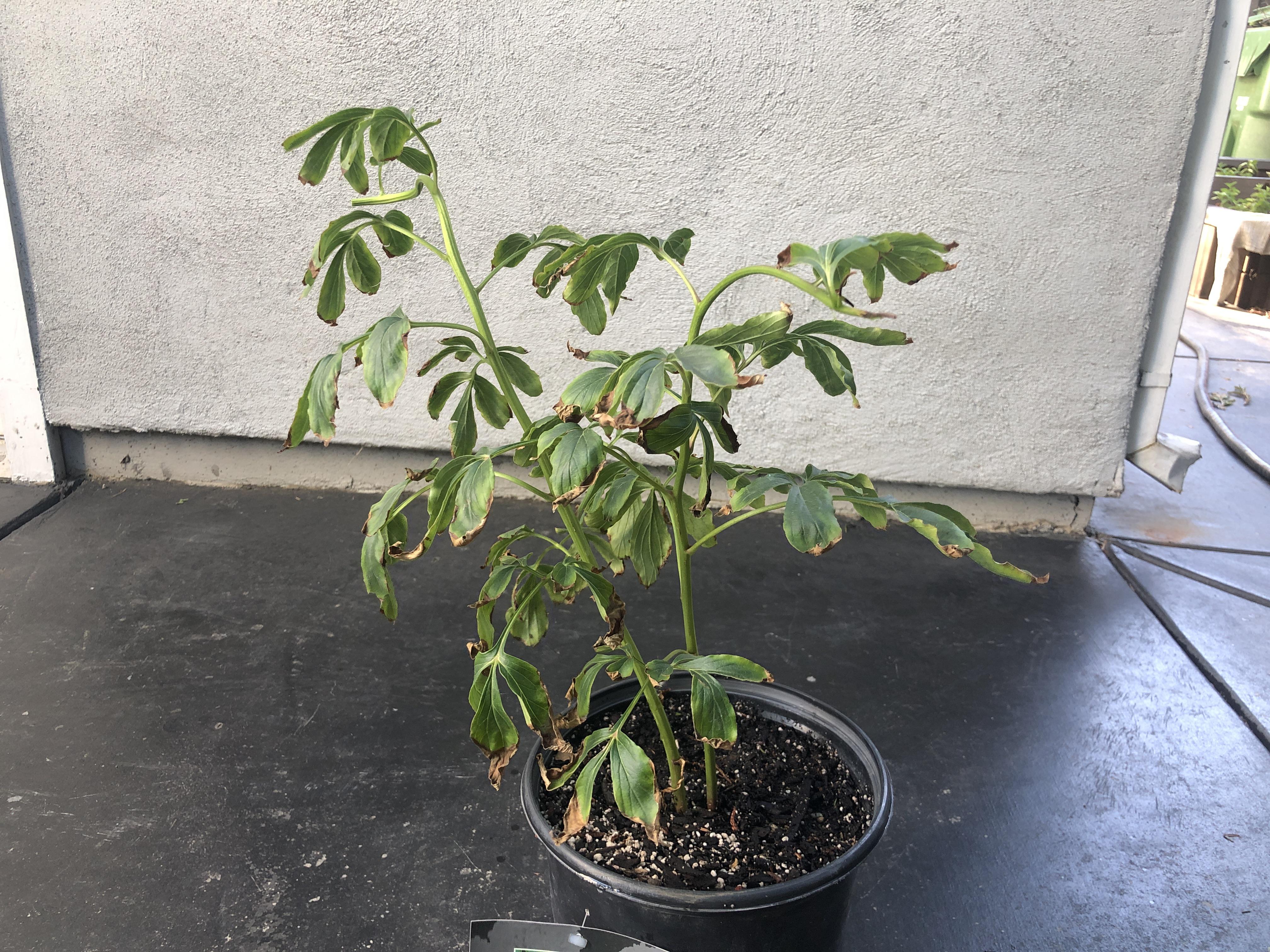 How do I revive my heatexposed peonies? r/plantclinic