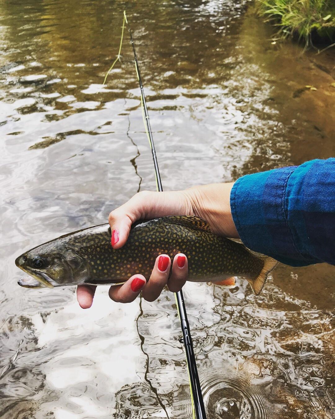 Spent the weekend in Fraser, CO. Caught some browns and brookies on the