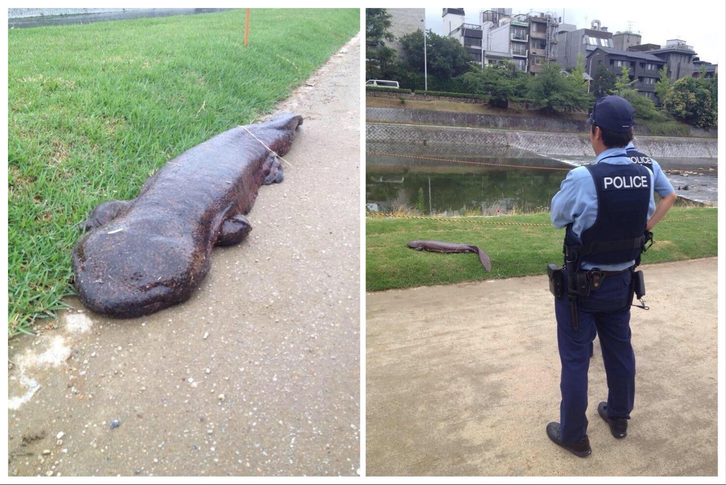 so thats what giant salamanders would look like r/Terraria