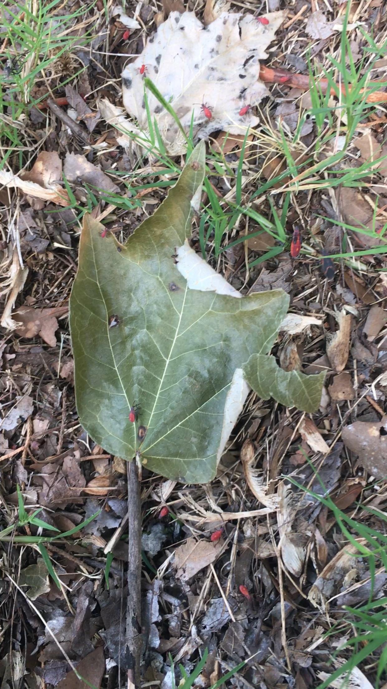 What are these bugs?? Found in South Carolina. r/whatsthisbug