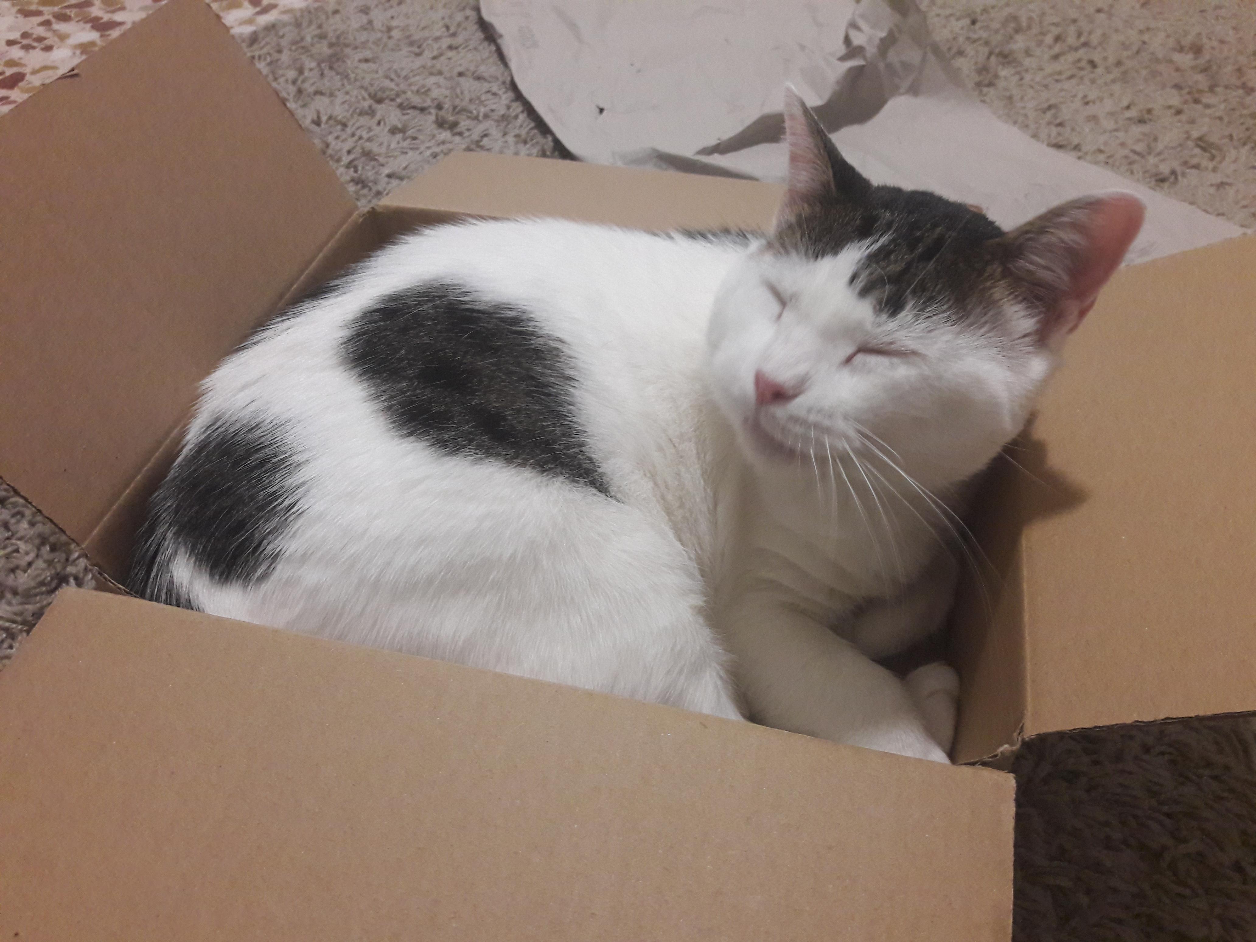 Why do cats love boxes so much? (That's my cat Dumas) cats