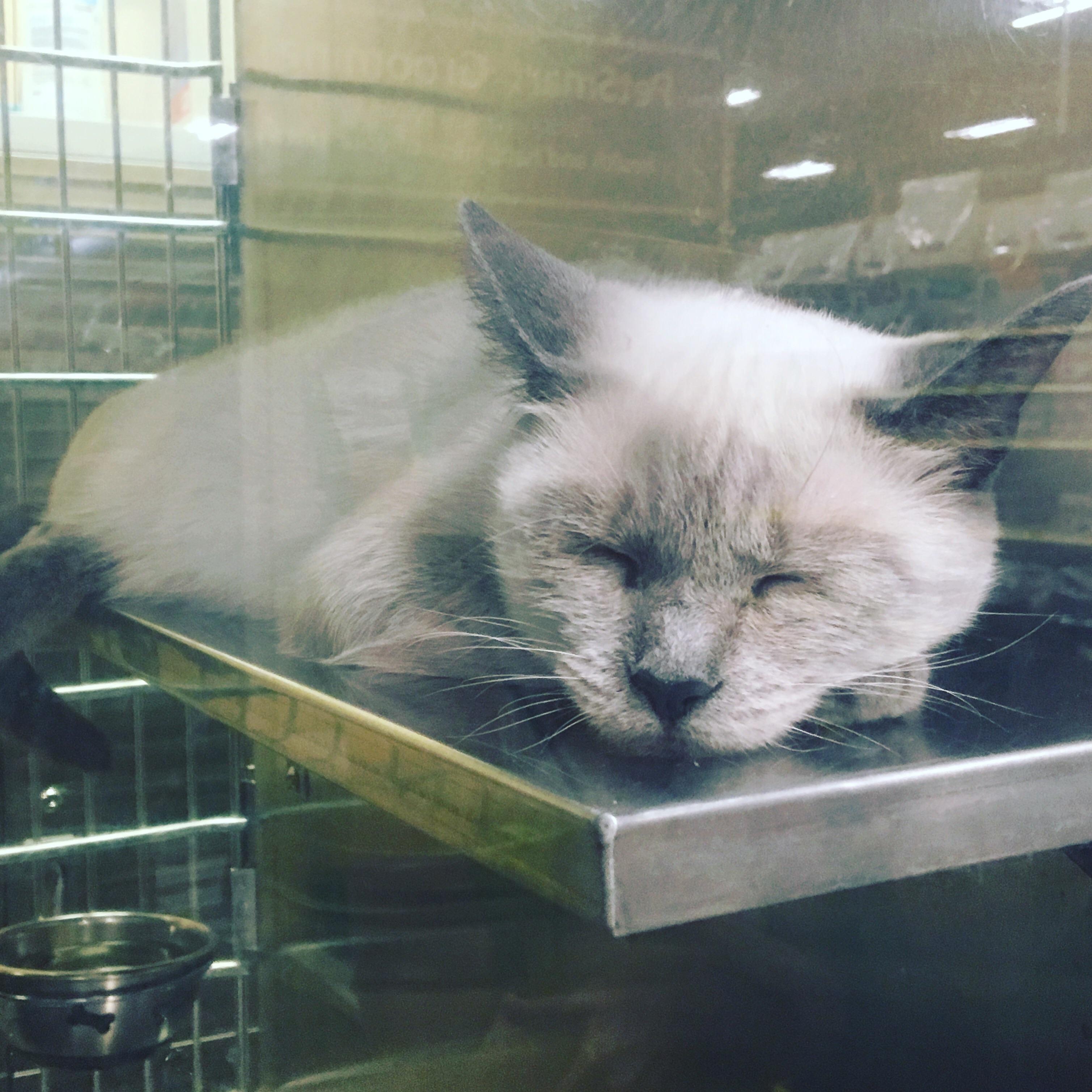 Meeting her Saturday and can’t wait wish me luck I want a cat like this