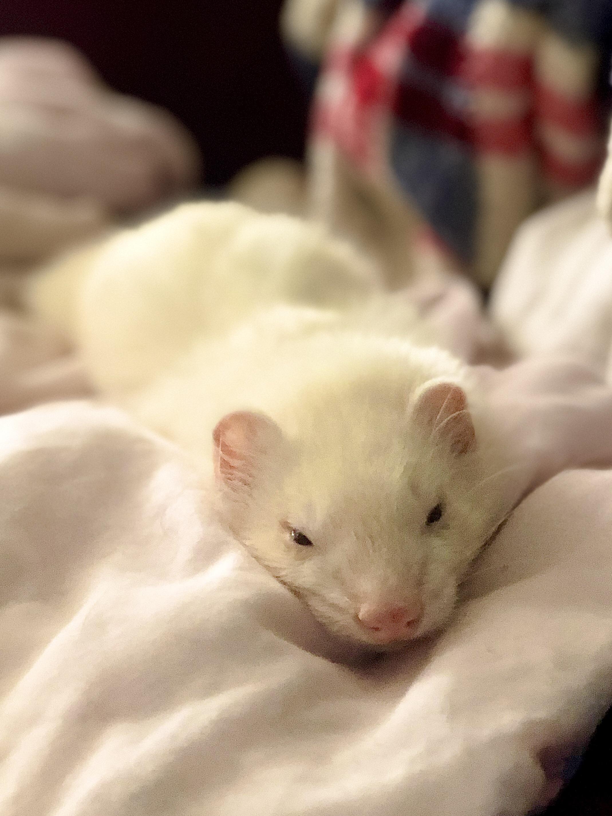 It’s hard eating, drinking, pooping, getting into things that don’t