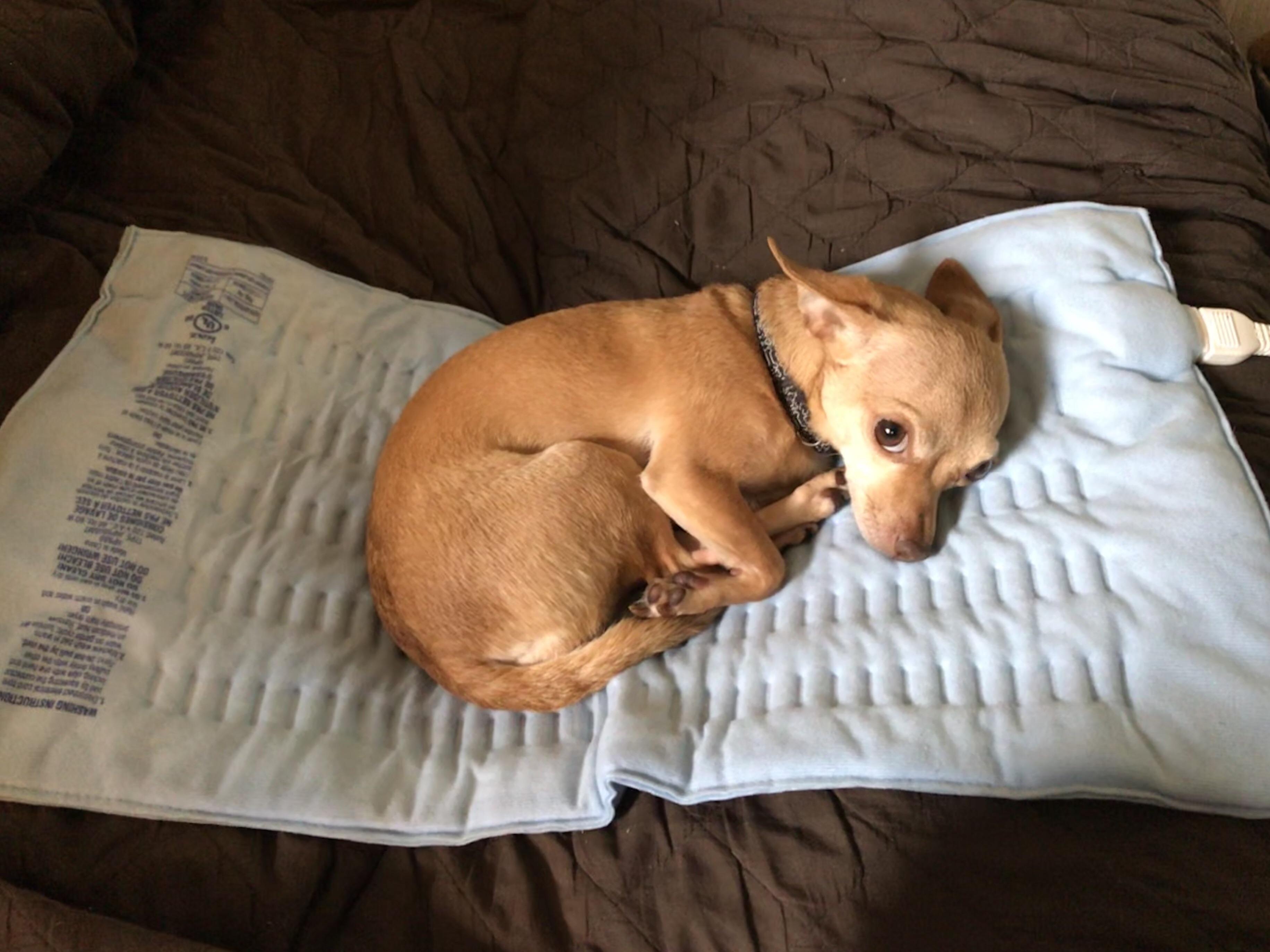 Every time I get up from using my heating pad on my back... r/aww