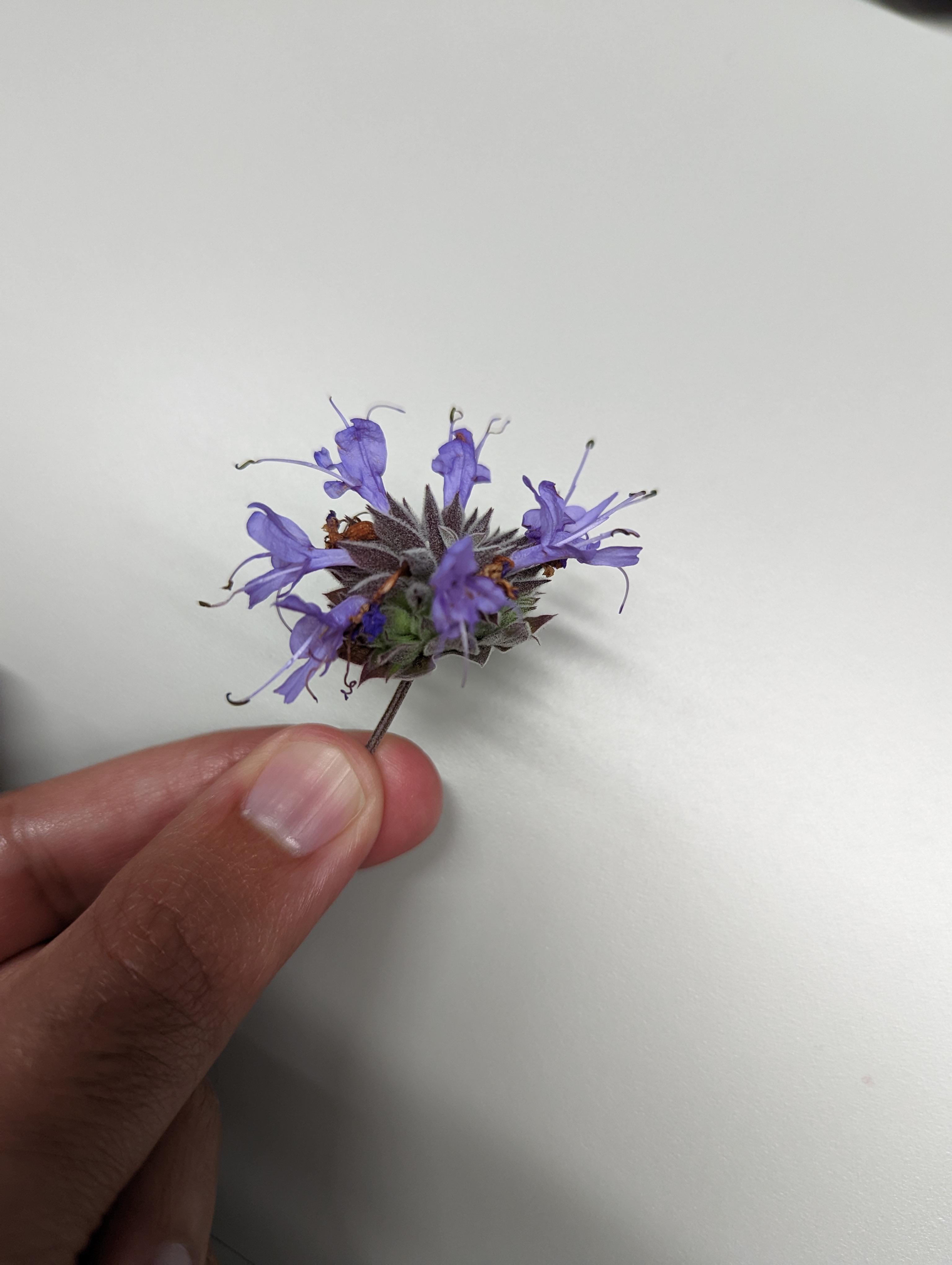 Found this in Northern California. Smells really good. r/whatsthisplant