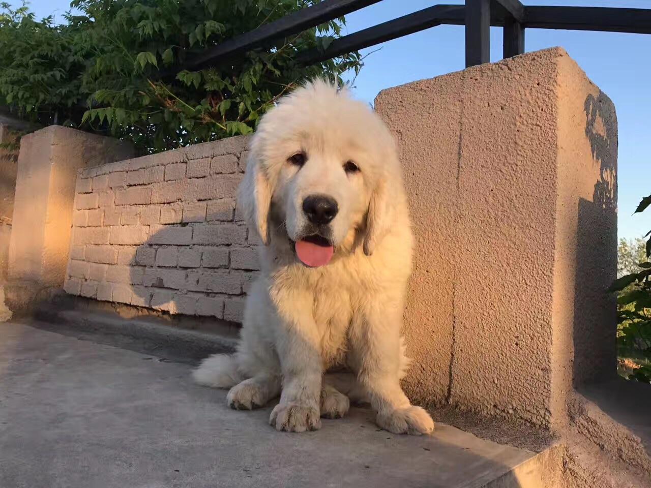 79+ Great Pyrenees Tibetan Mastiff Great Pyrenees Big