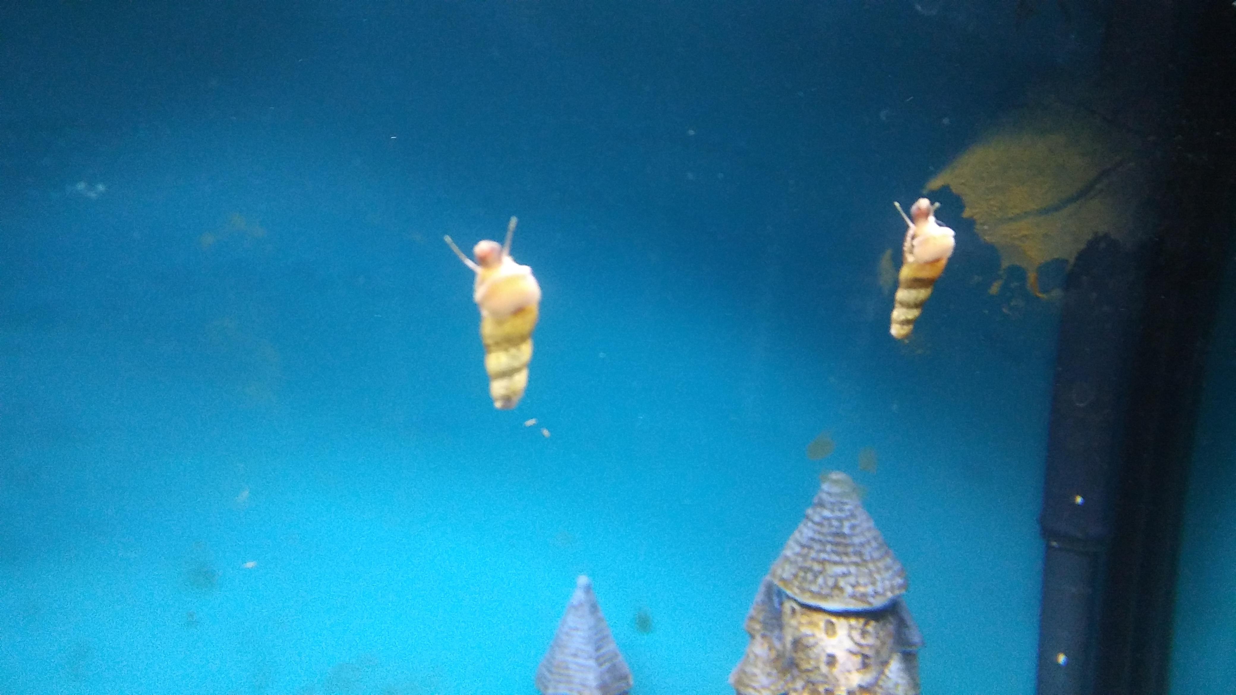 Malaysian trumpet snails are kinda creepy looking. r/Aquariums