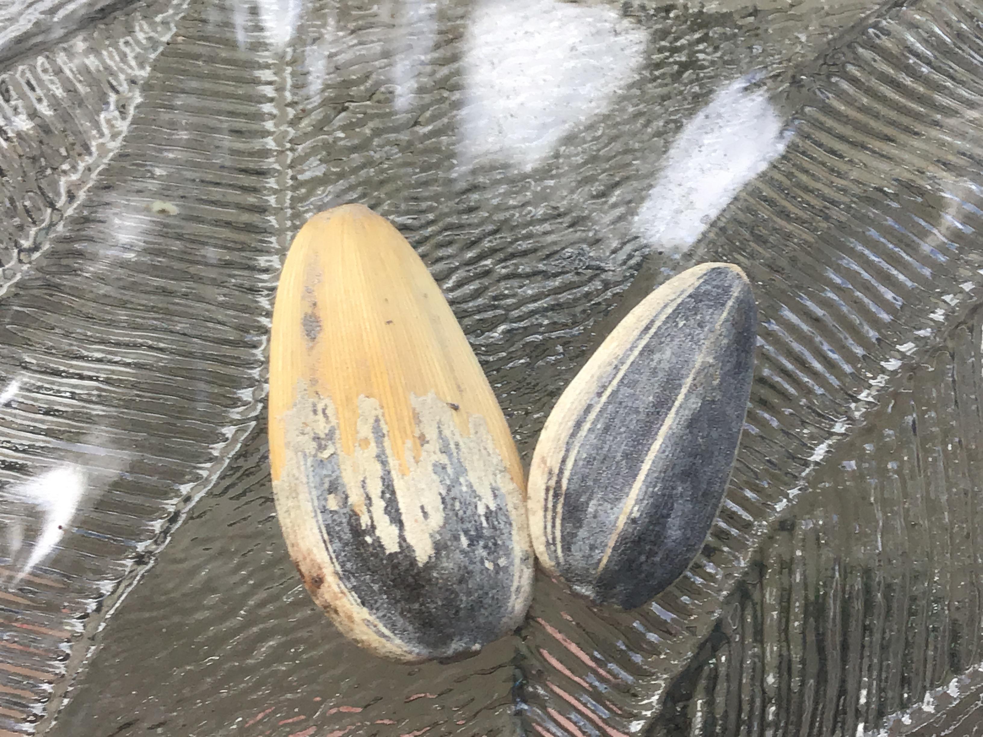 Extra large sunflower seed r/Foodlottery