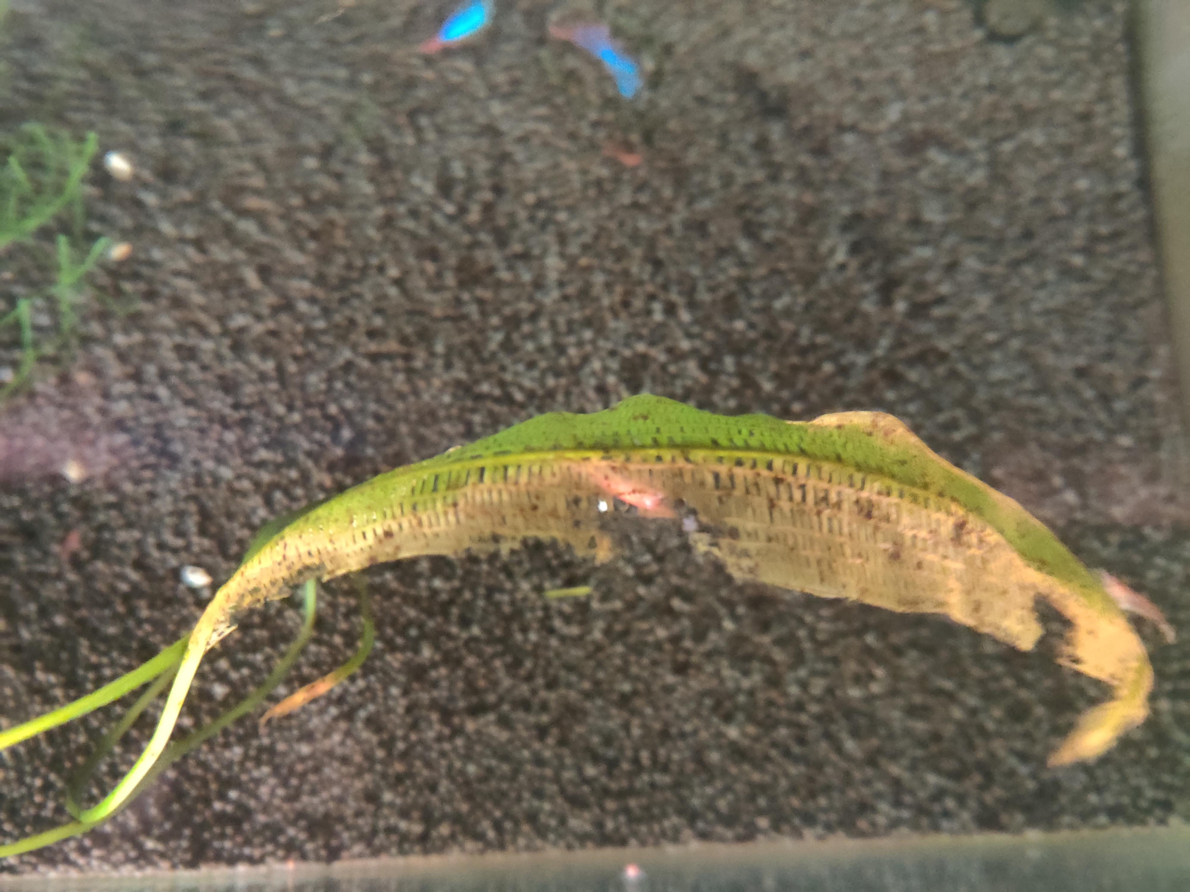 Why is my plant decaying? (info in comments) r/Aquariums