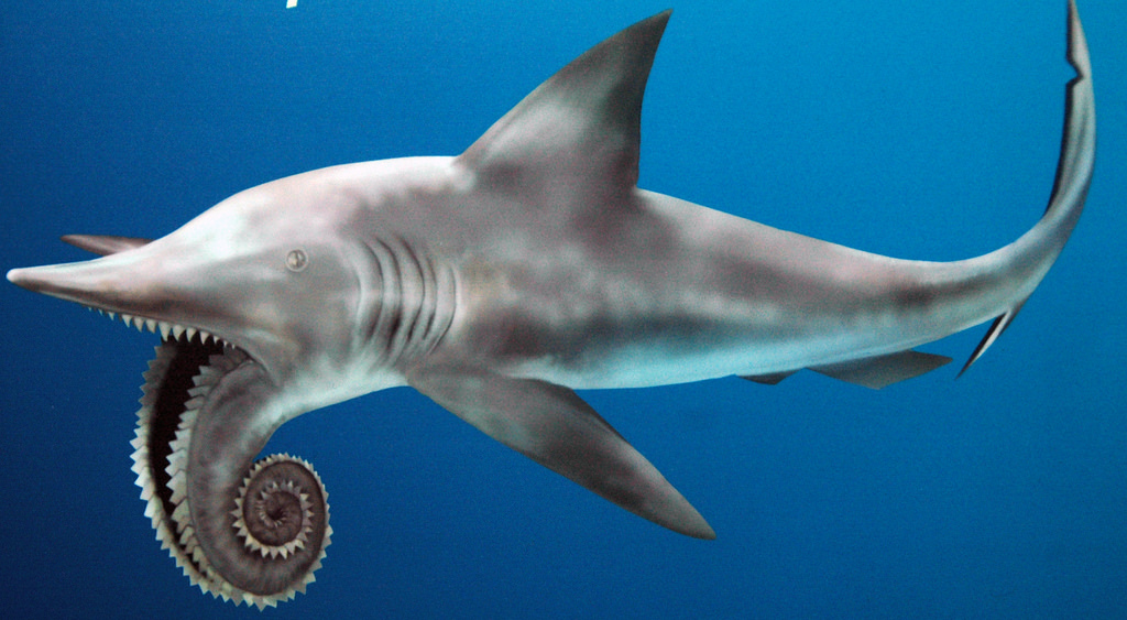 Helicoprion, the shark that had a buzz saw like bottom jaw. r/Naturewasmetal