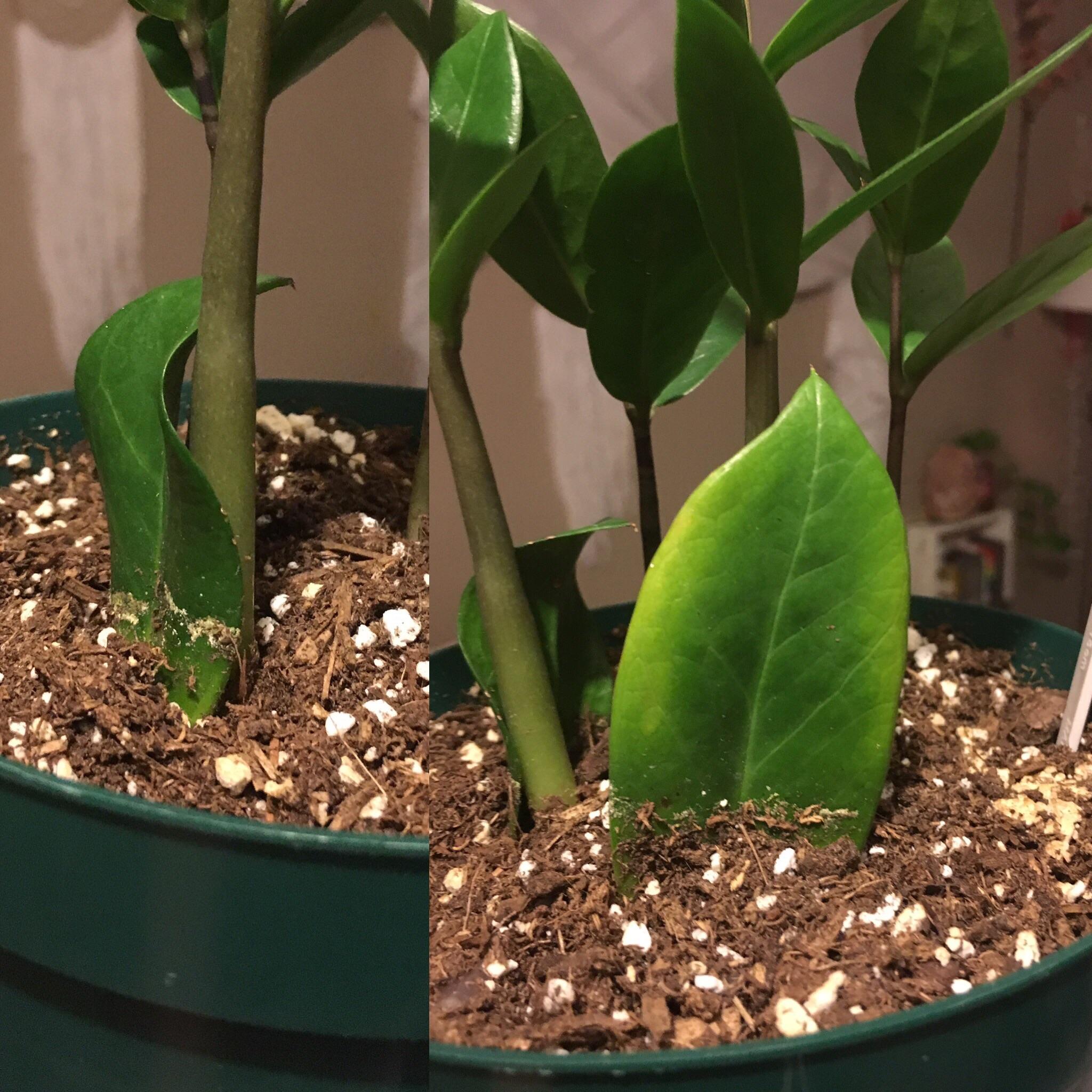 I've had my ZZ plant for about a month and this leaf was somewhat
