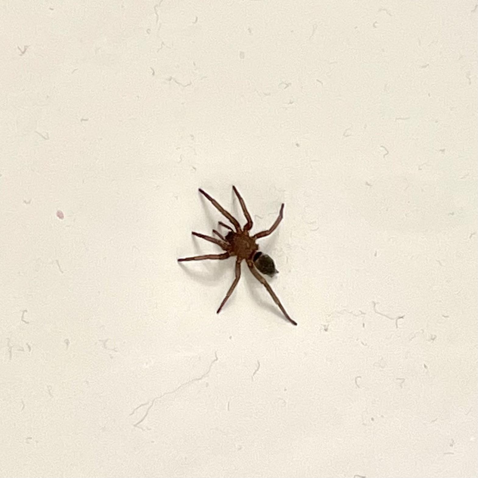 Los Angeles, CA This Spider Climbed Out of My Drain (about an inch in diameter) What Is It