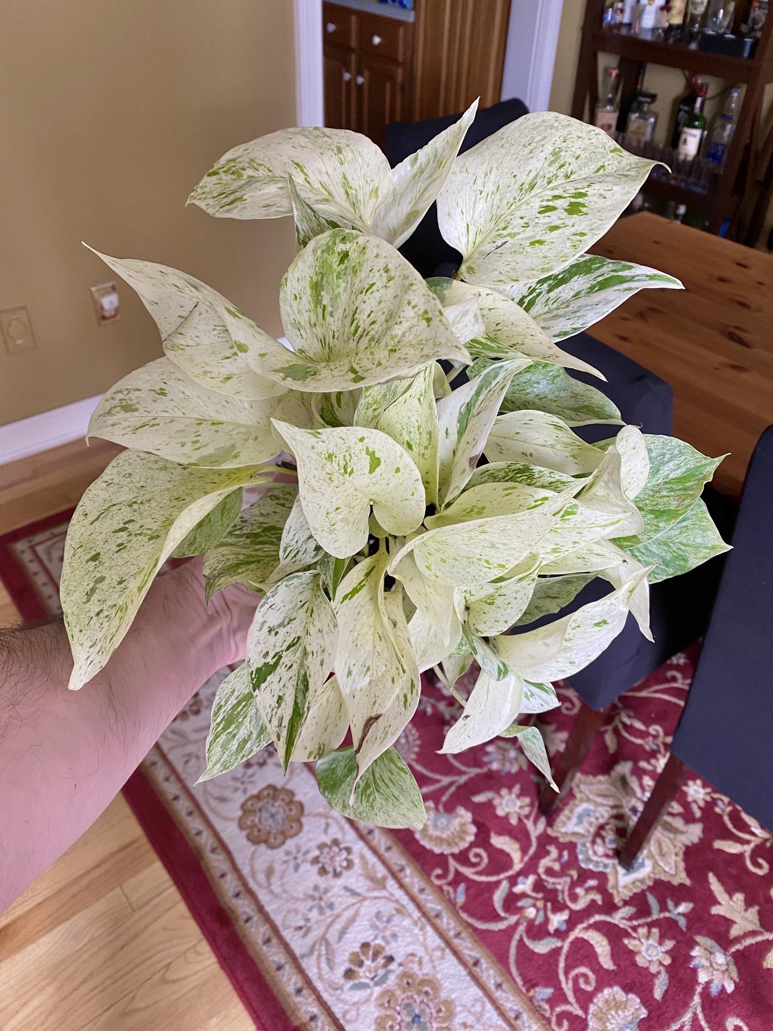 I went to Home Depot this morning for garden stuff and found the