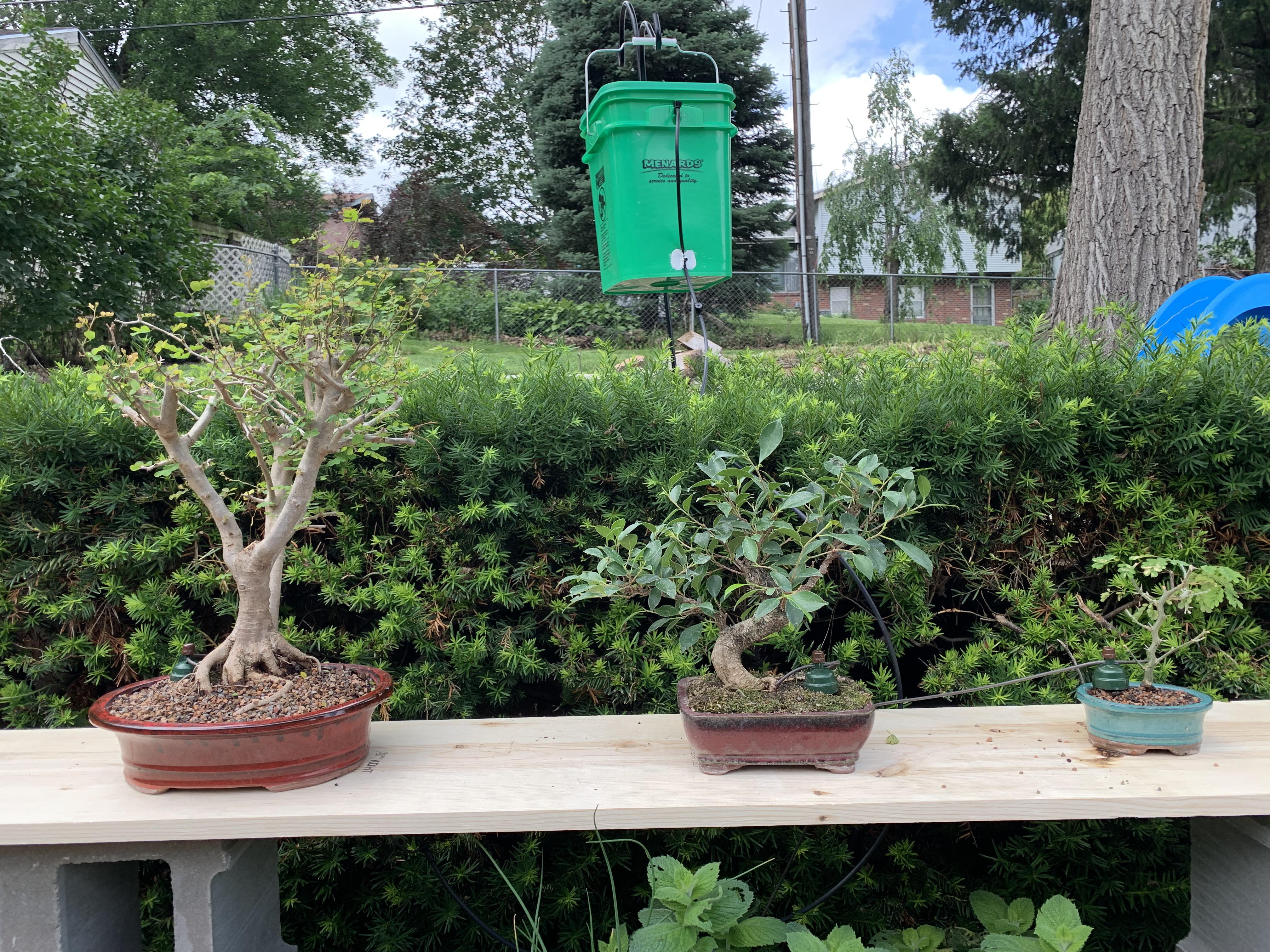 14+ How Often To Water Bonsai Tips Hobby plan