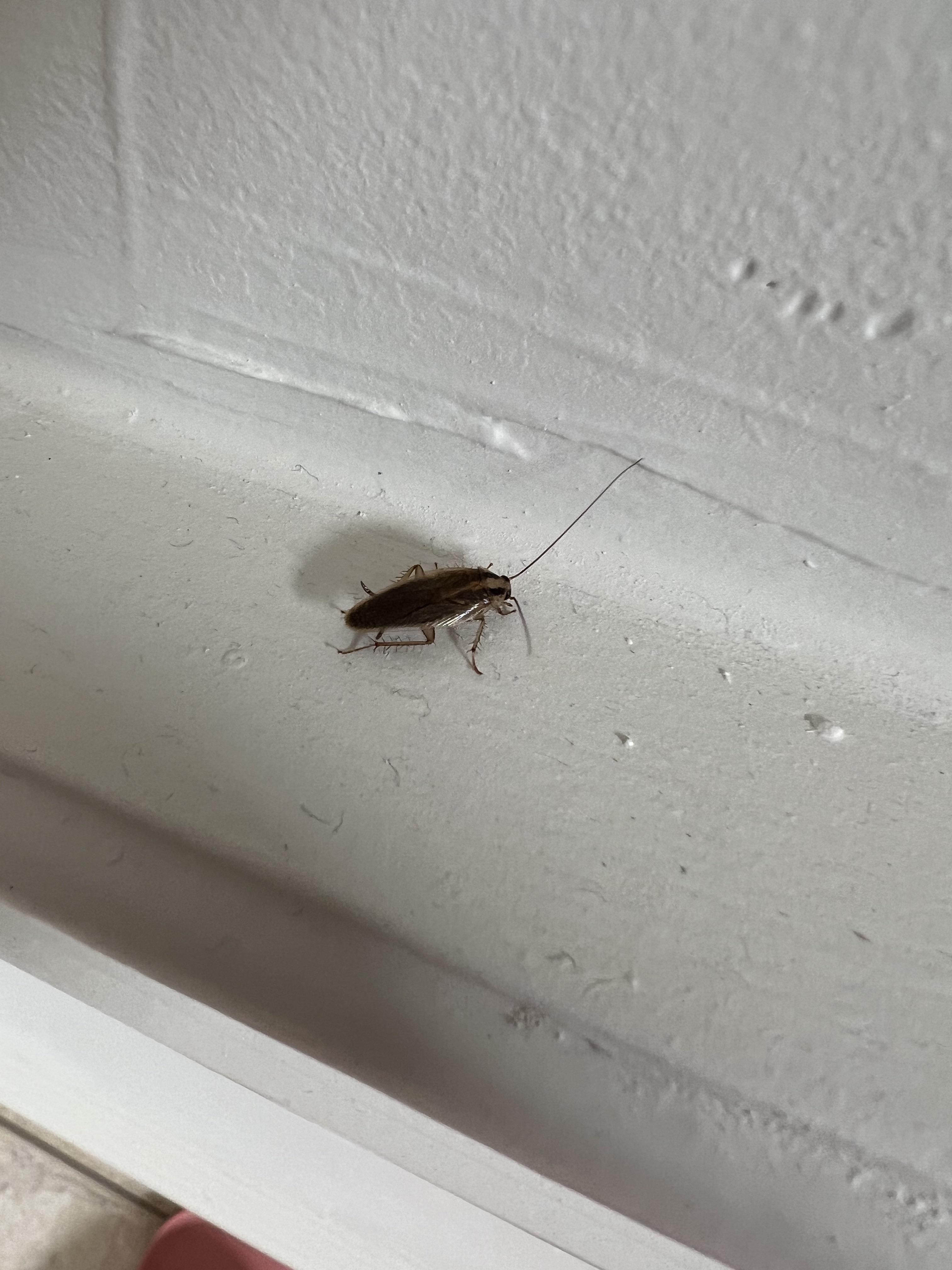 Just moved into a house in Houston, tx. Keep finding these little bugs. What are they? r