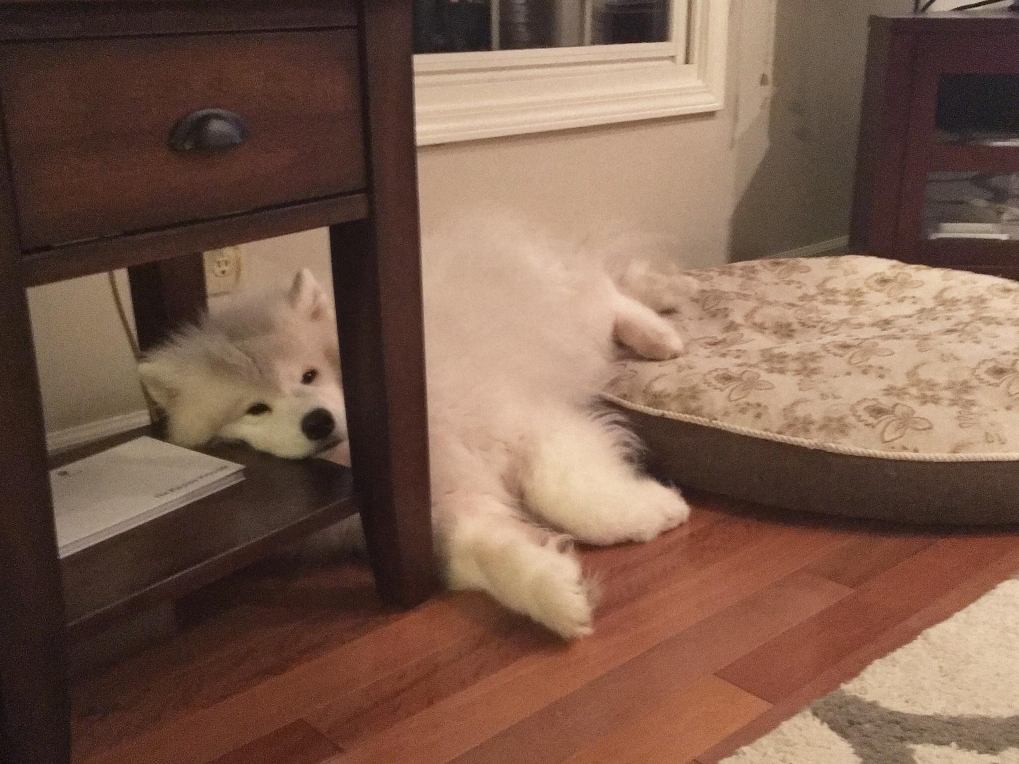 Has a perfectly good bed and refuses to use it r/aww