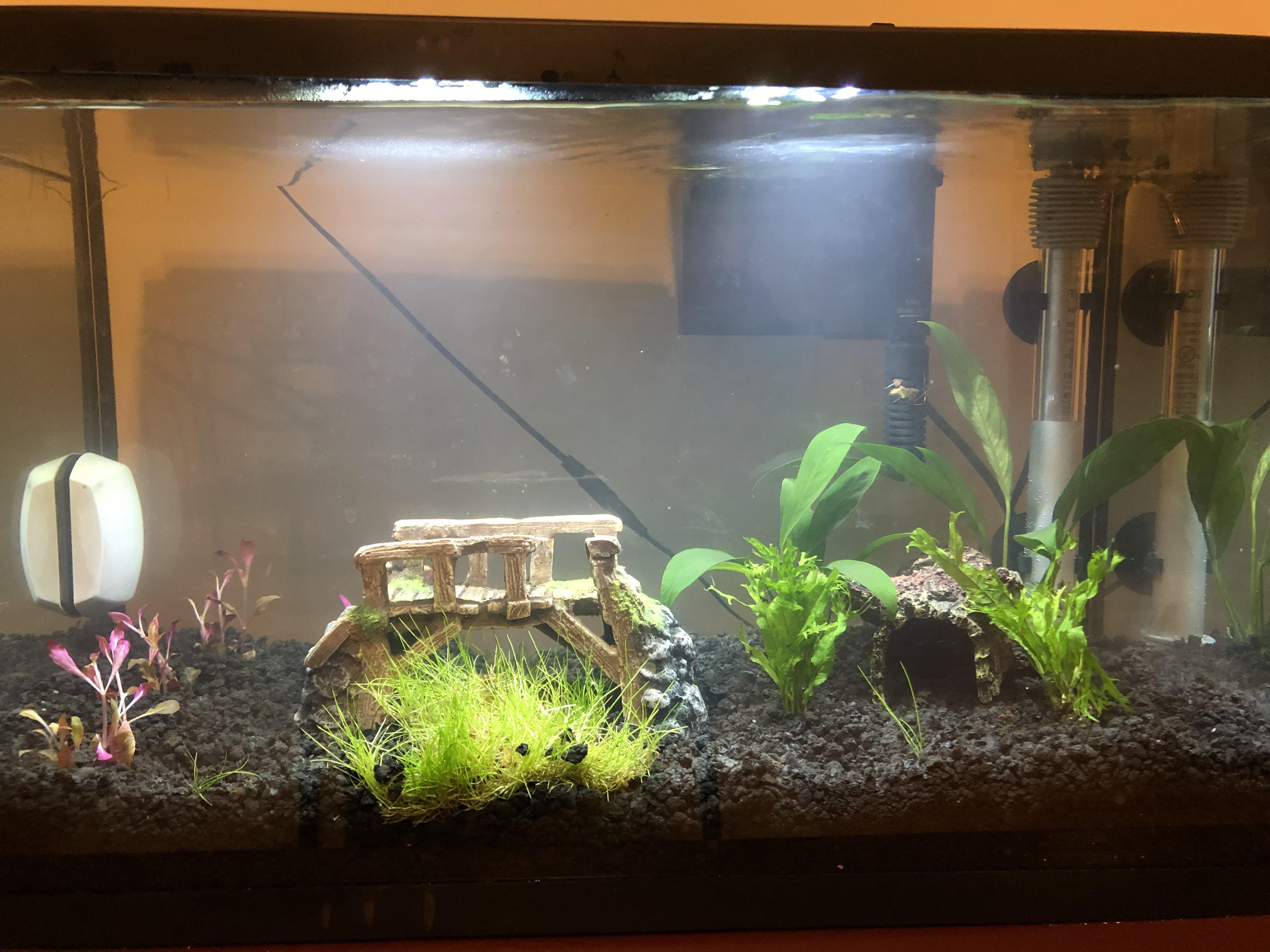 10 Gallon tank stocking recs for a newbie? Just put this together and