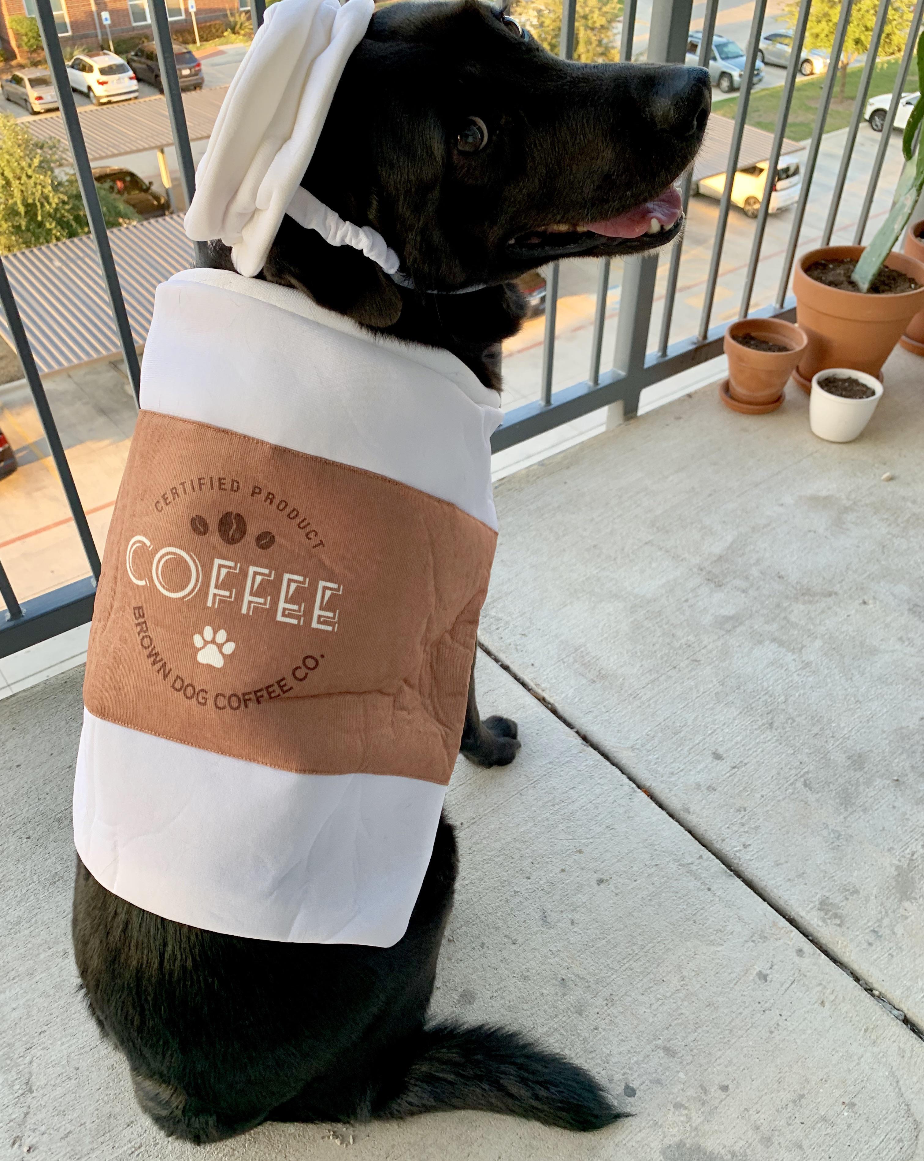 This is Coffee, she just got her first Halloween costume and I feel