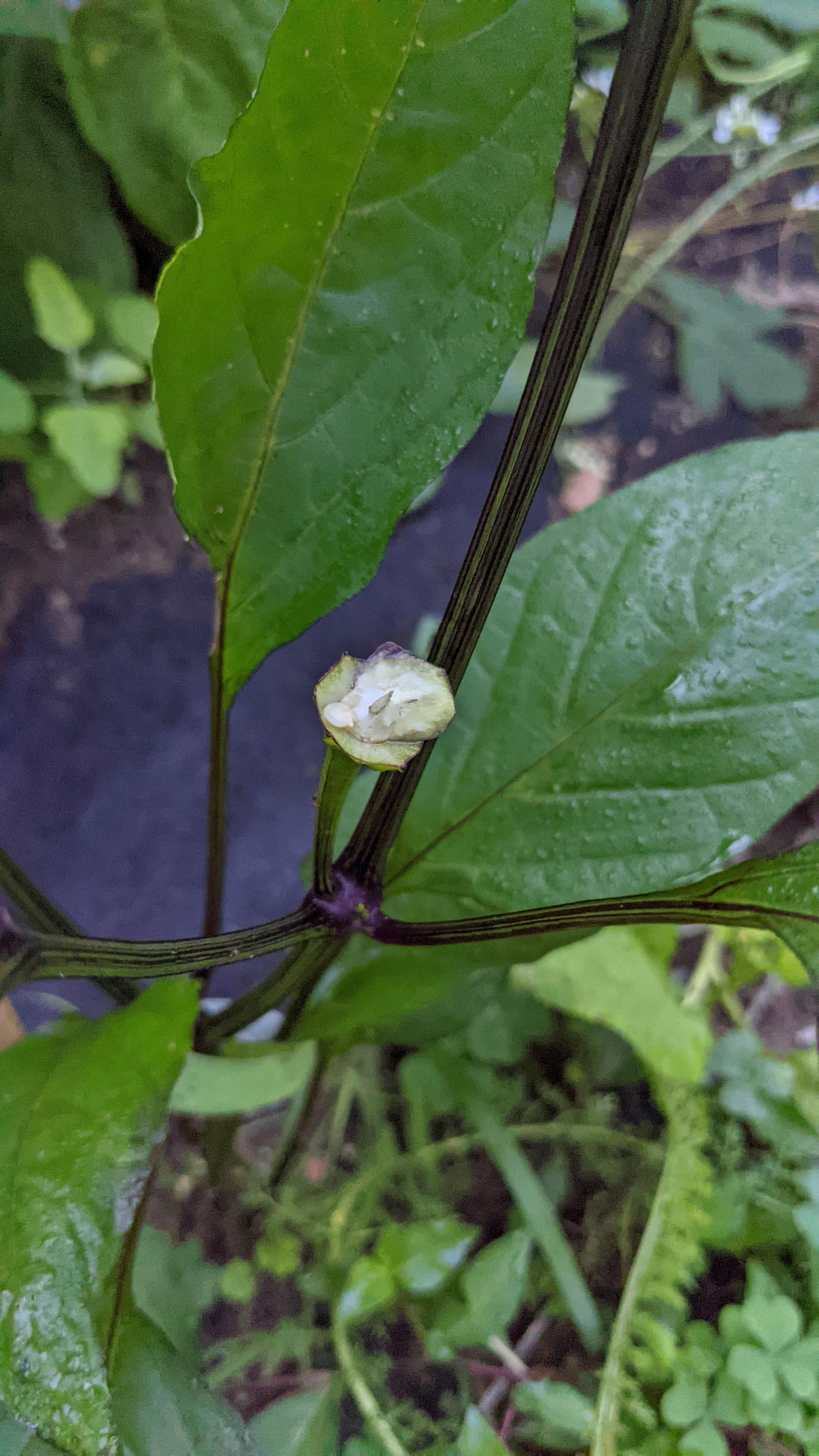 Deer EATs hot peppers?? r/HotPeppers