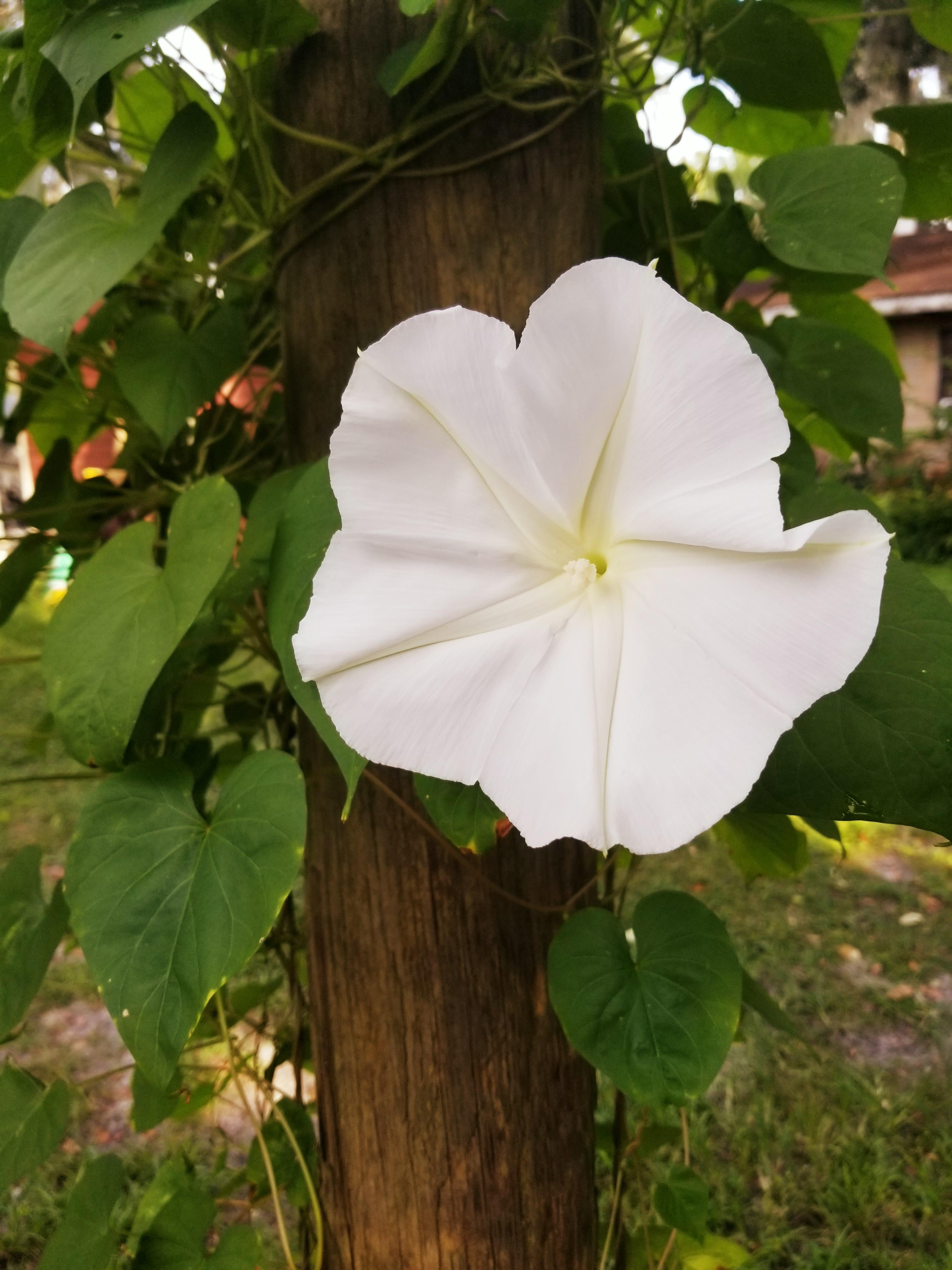 Night Blooming Moonflower smelling wonderful r/gardening