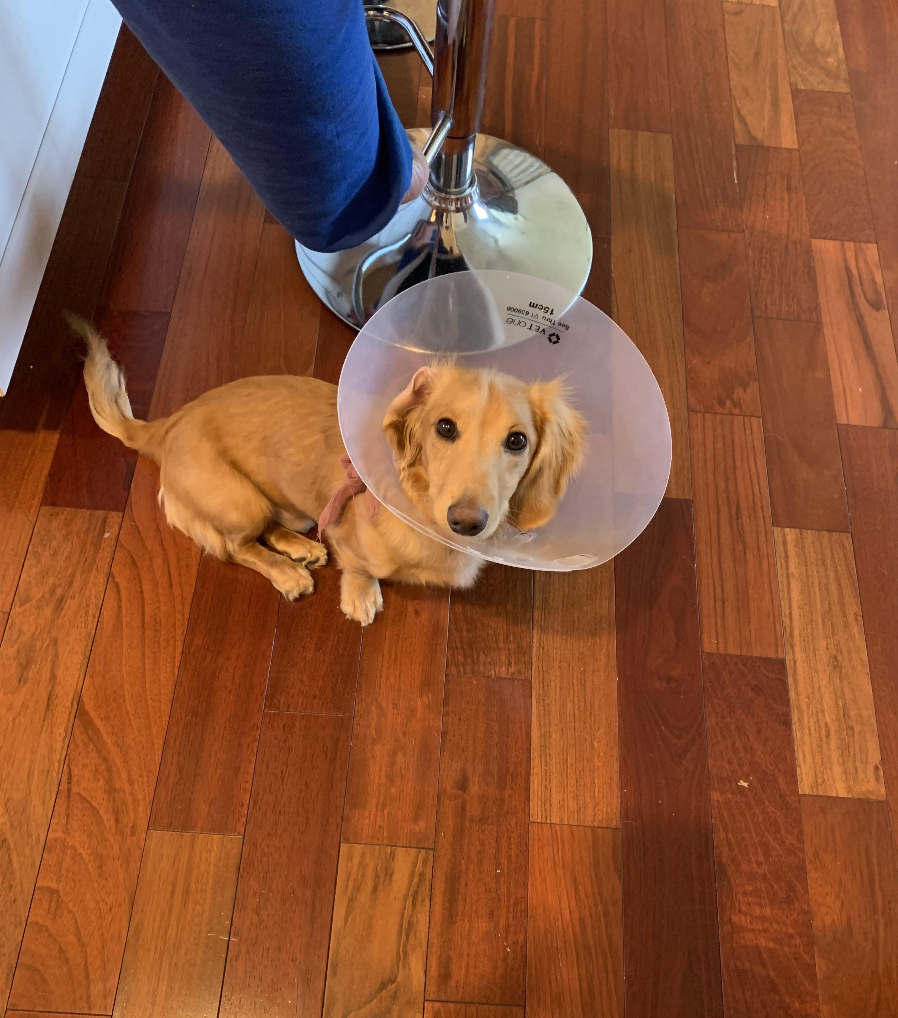 Cone of shame r/Dachshund