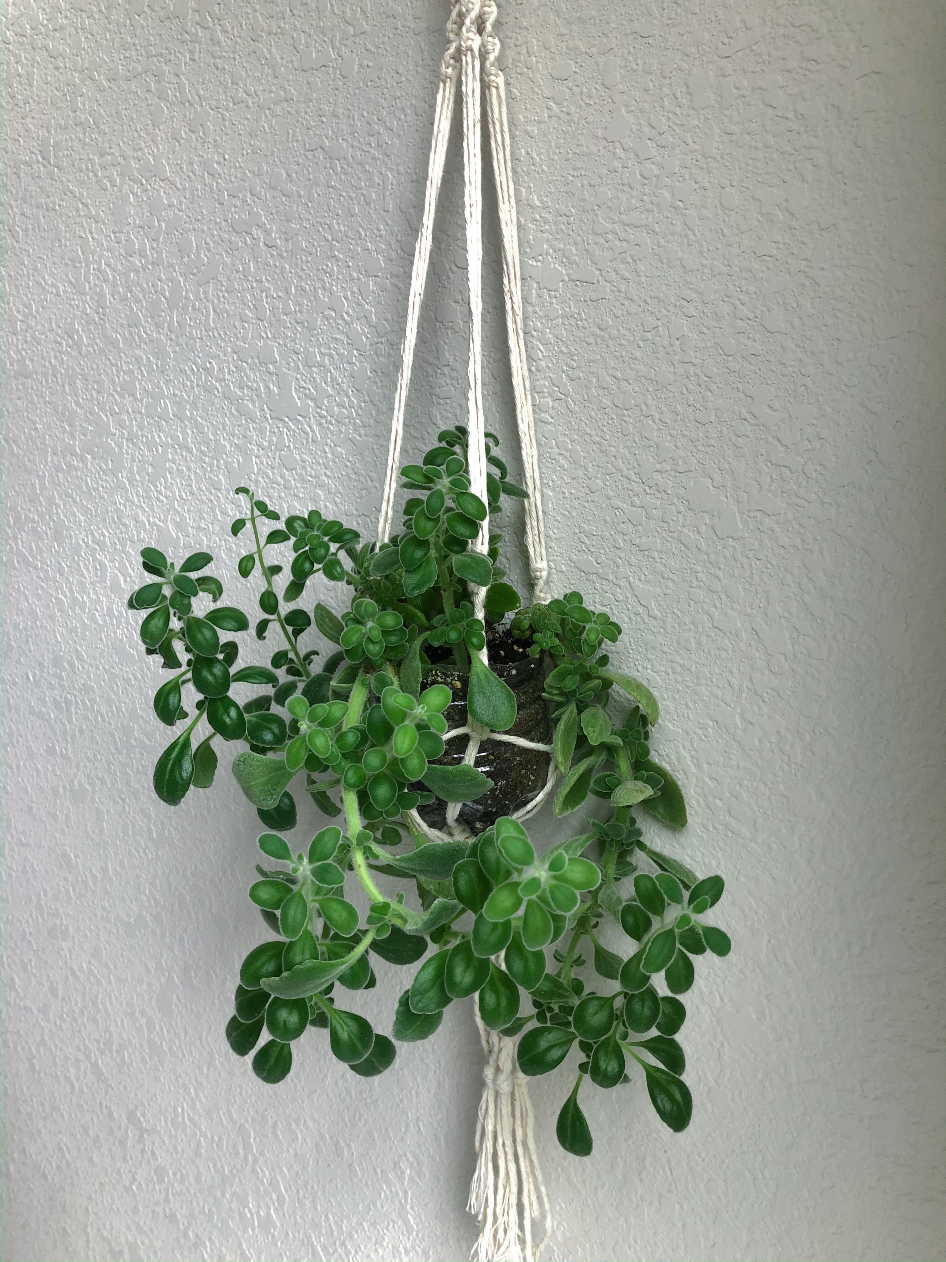 Reddit, meet Vicky r/houseplants