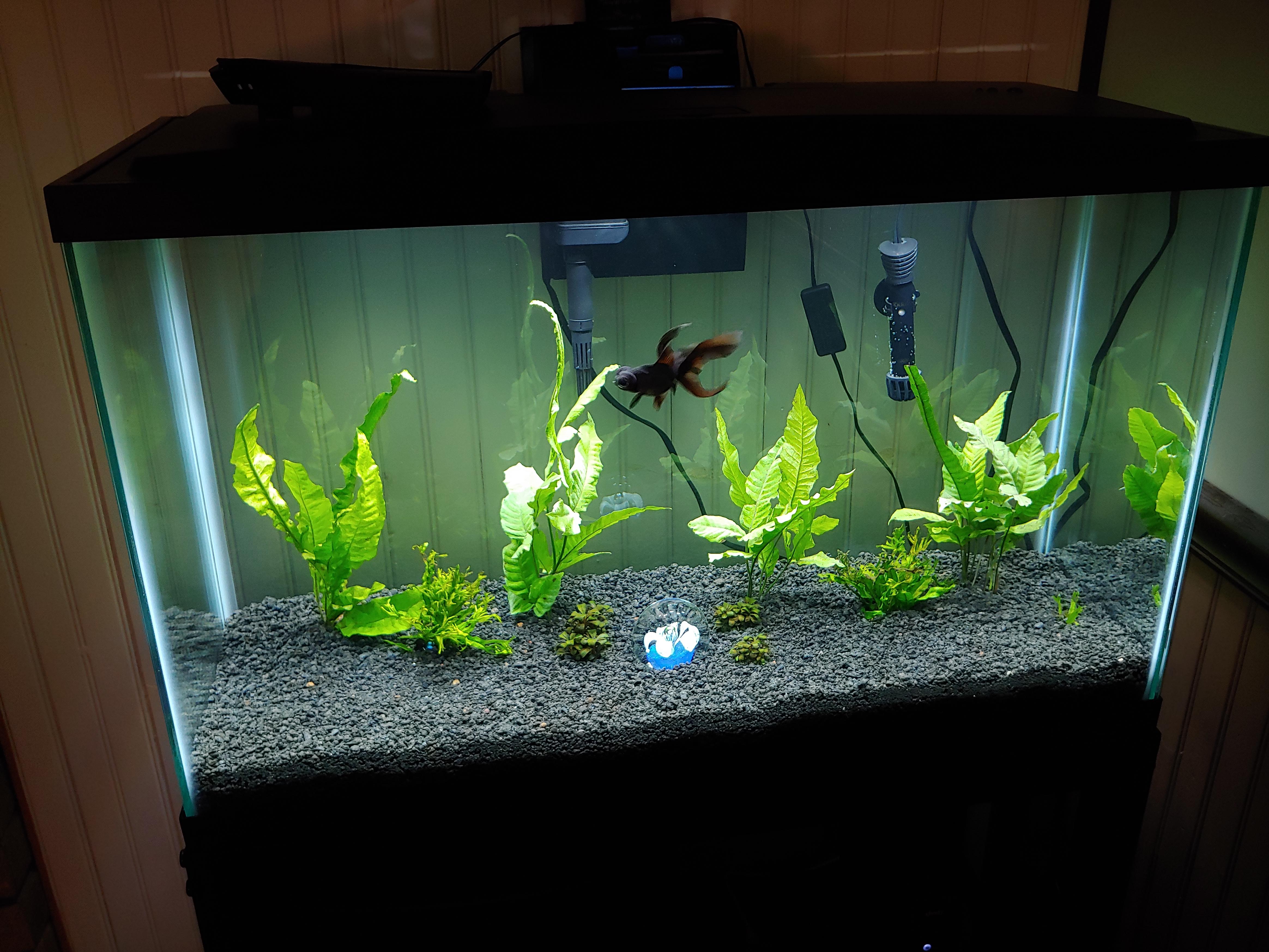 I finally upgraded from a 6.8G to a 30g planted aquarium for my Black