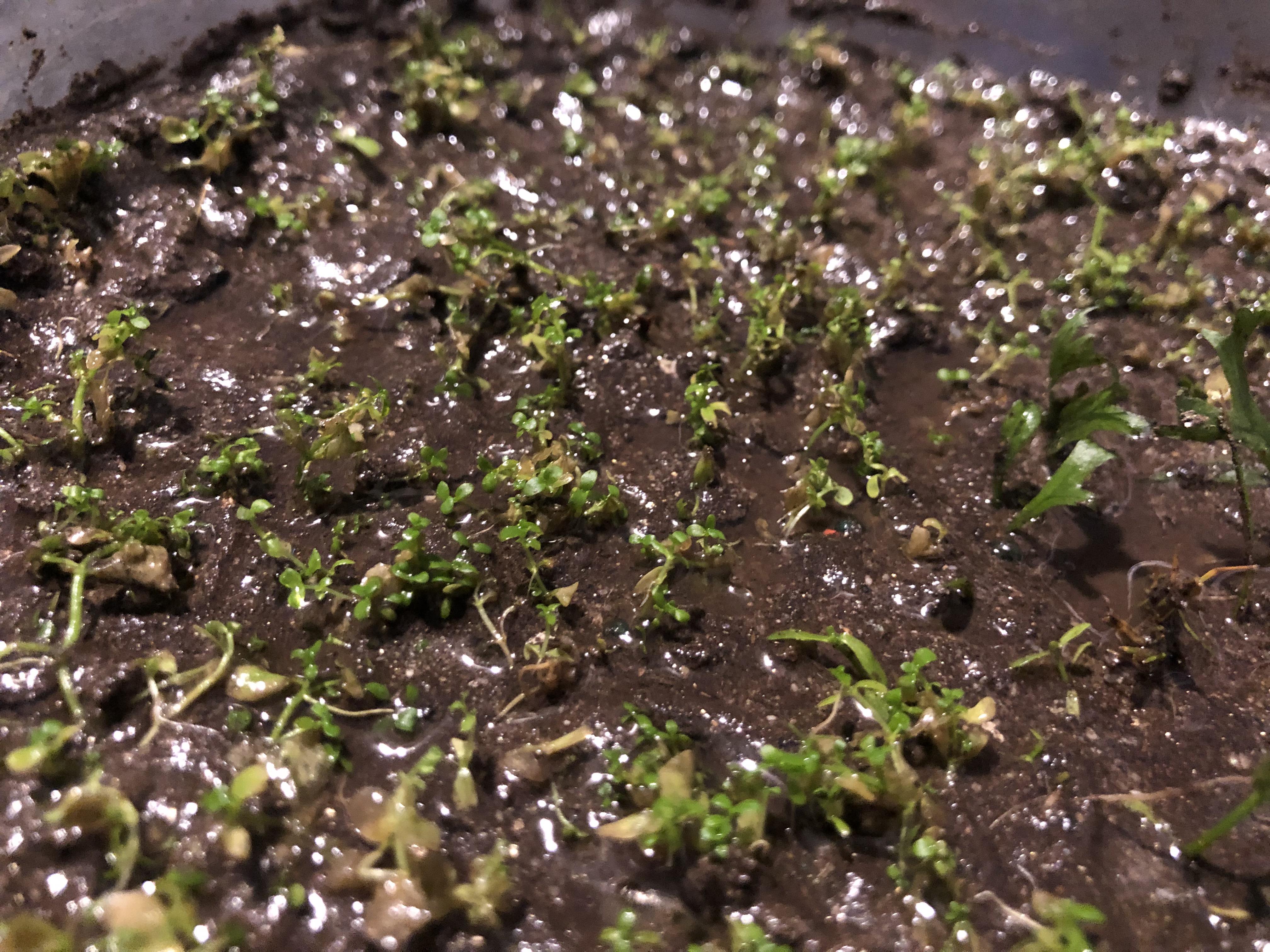 Anyone has success growing monte carlo emersed? Can you give me tips please. r/PlantedTank