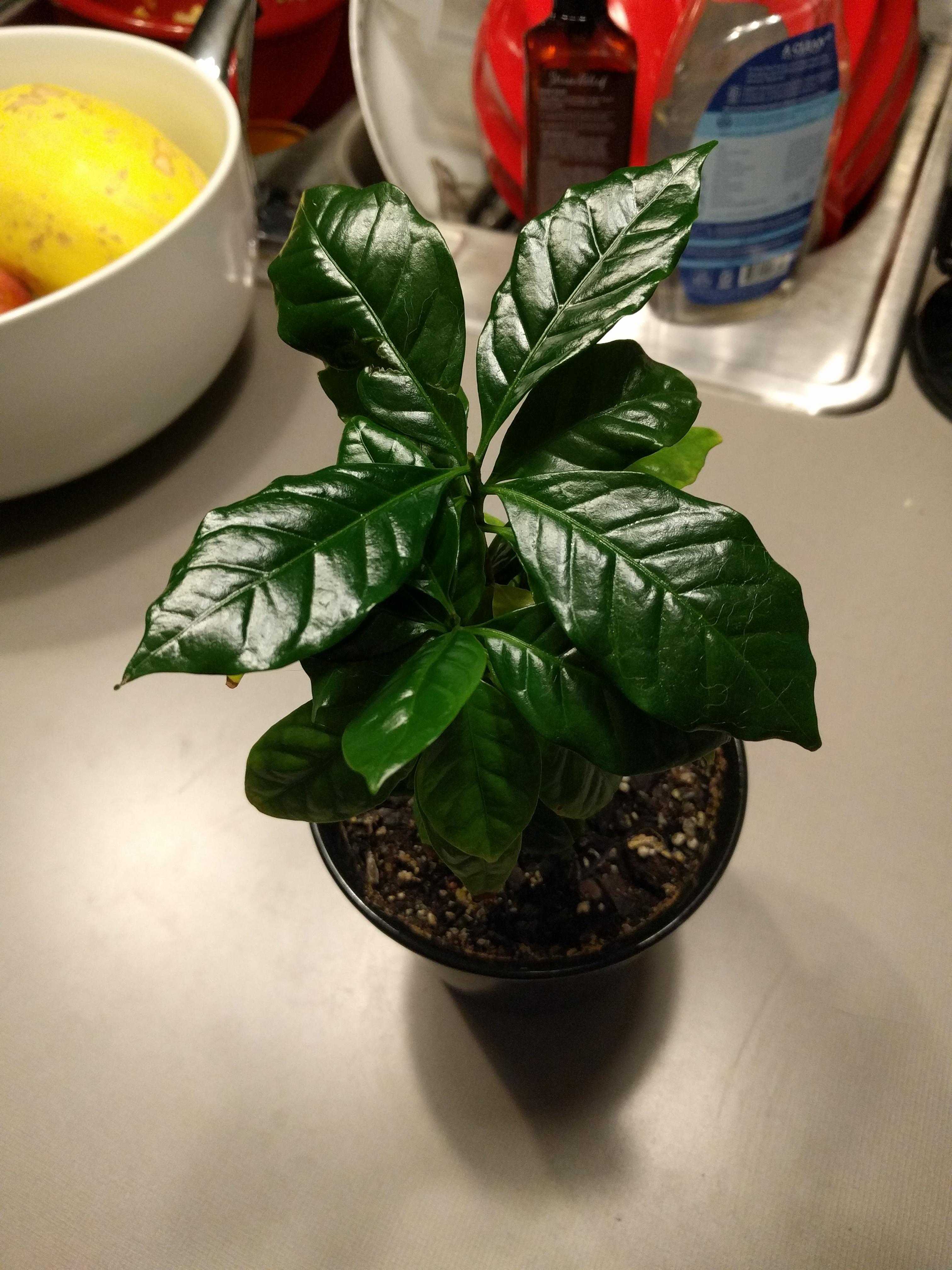 What plant is this? 🙊 r/gardening