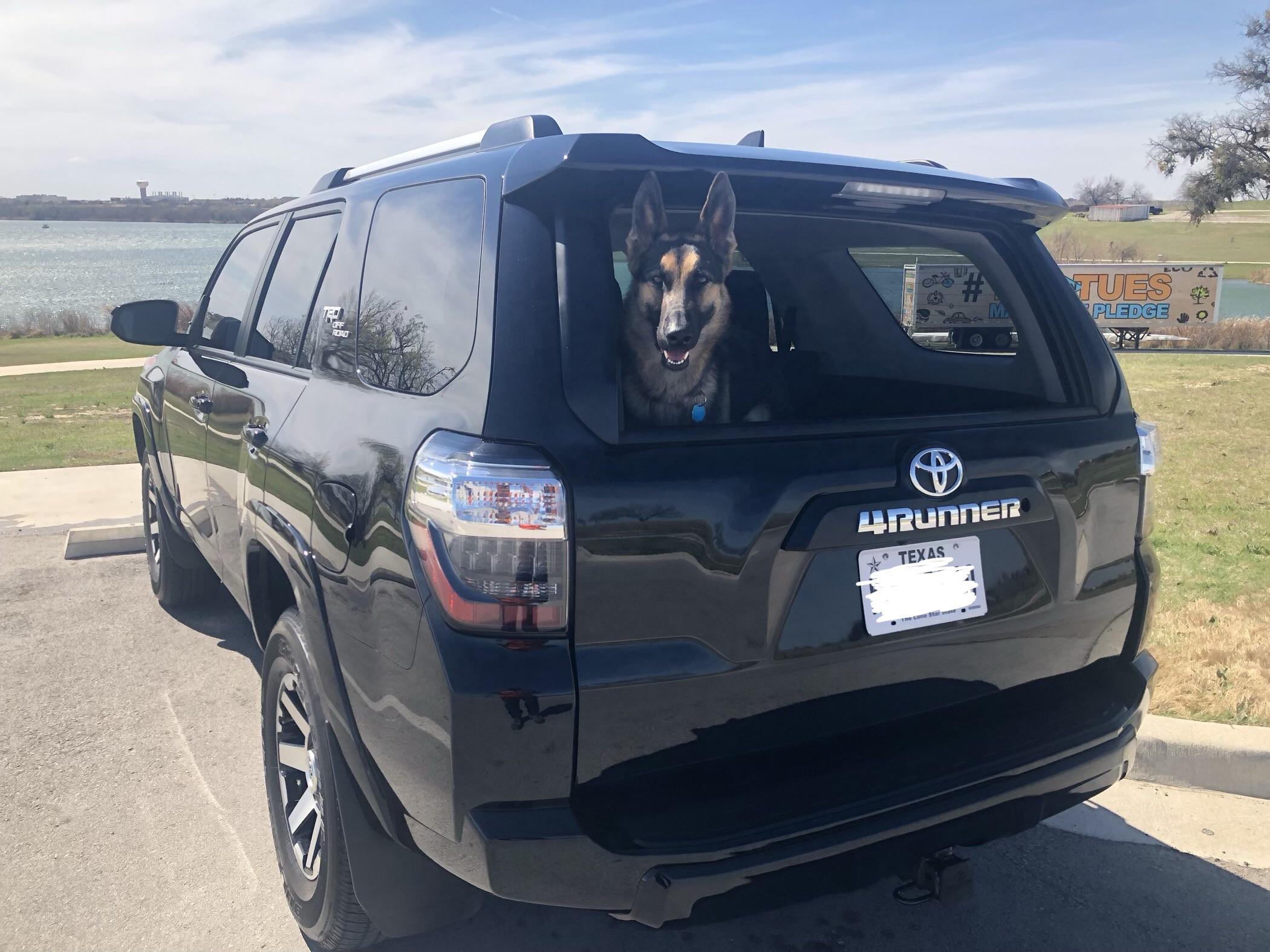 Dog Approves of the New 4Runner r/4Runner