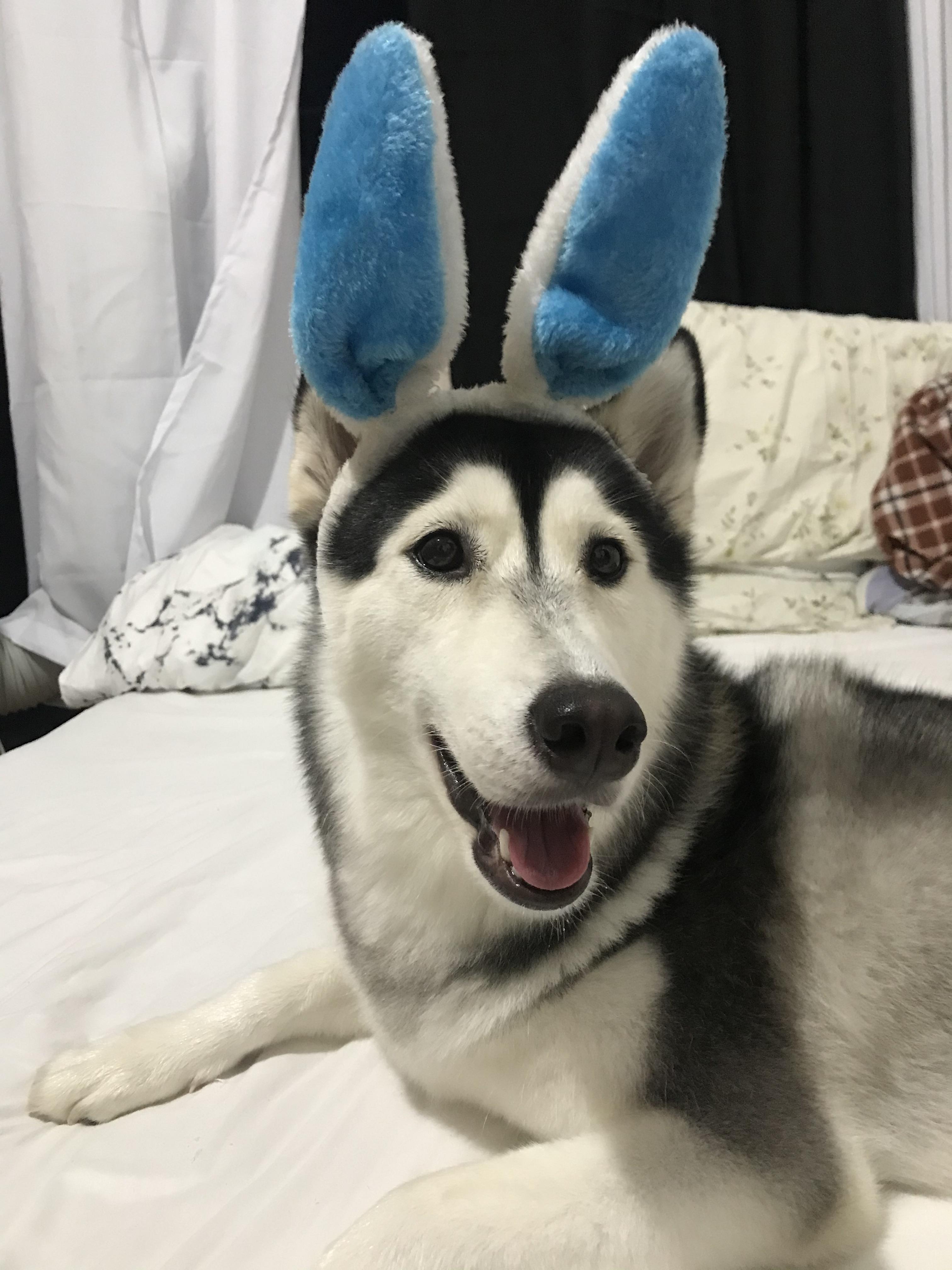 husky bunny r/husky