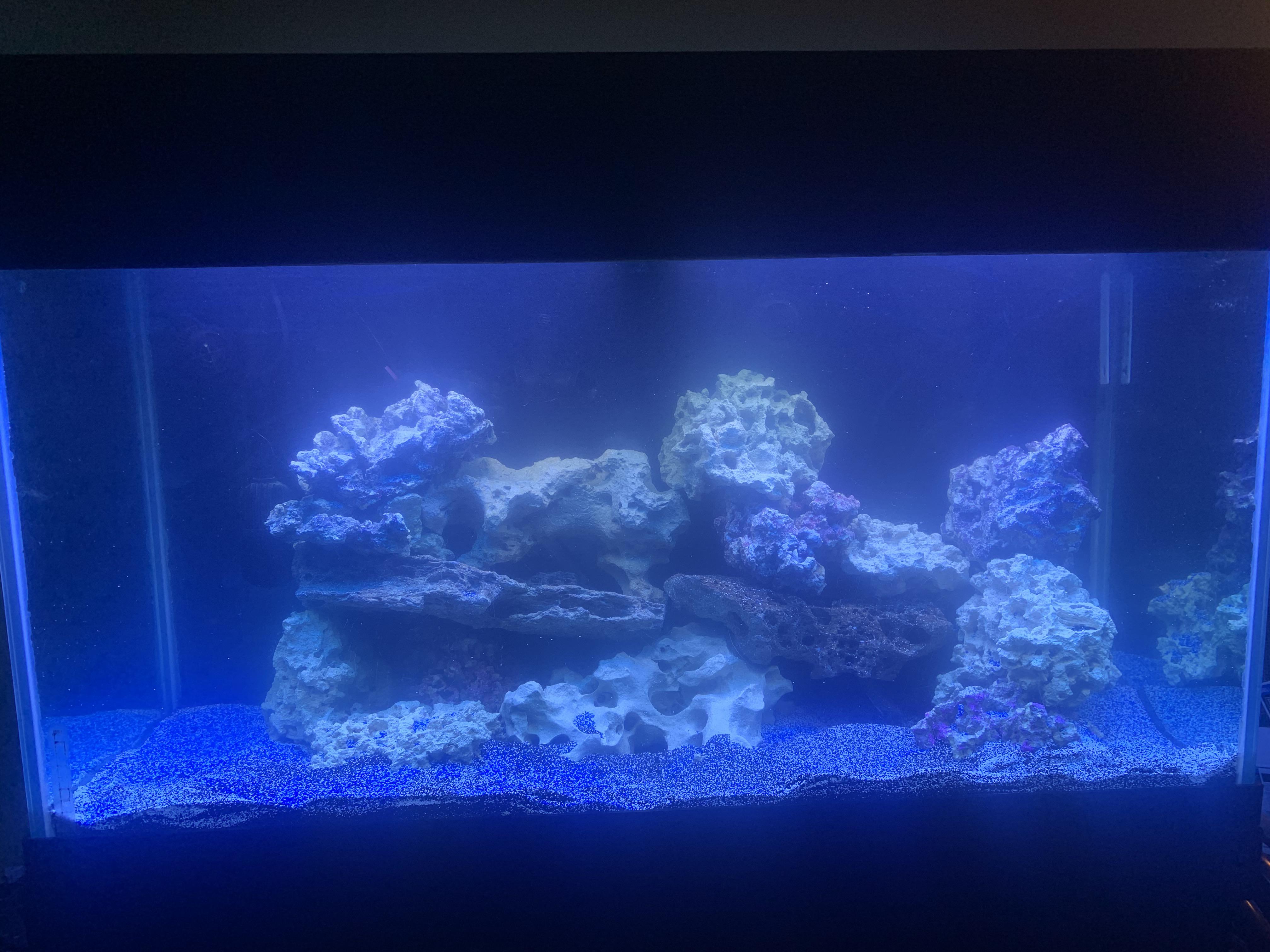 Starting up again after 6 months, couldn’t be happier. Last tank