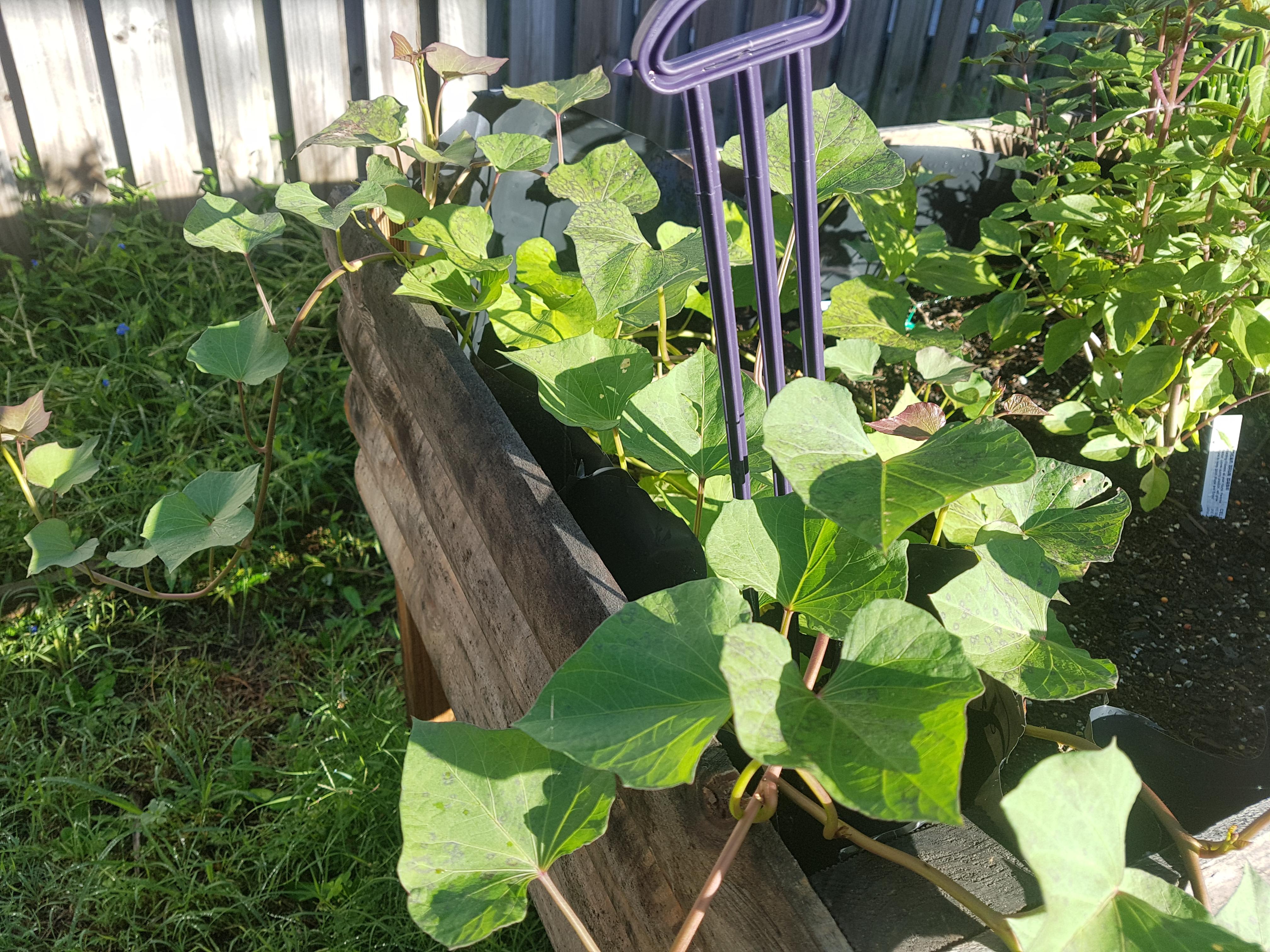 So glad there's an AU gardening subreddit! Hi! r/GardeningAustralia