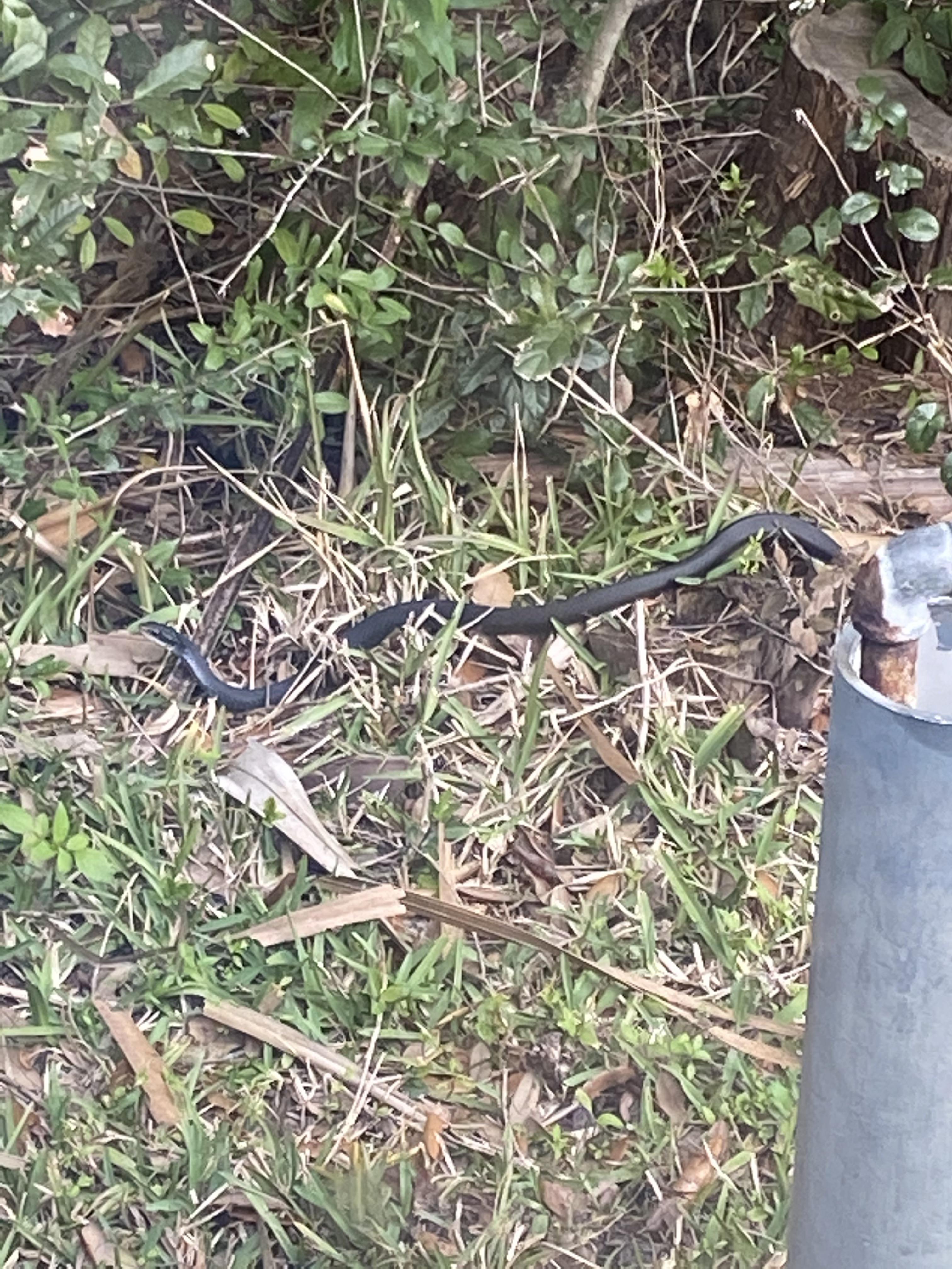 Any idea what Snake this is? In Saint Augustine Florida r/snakes