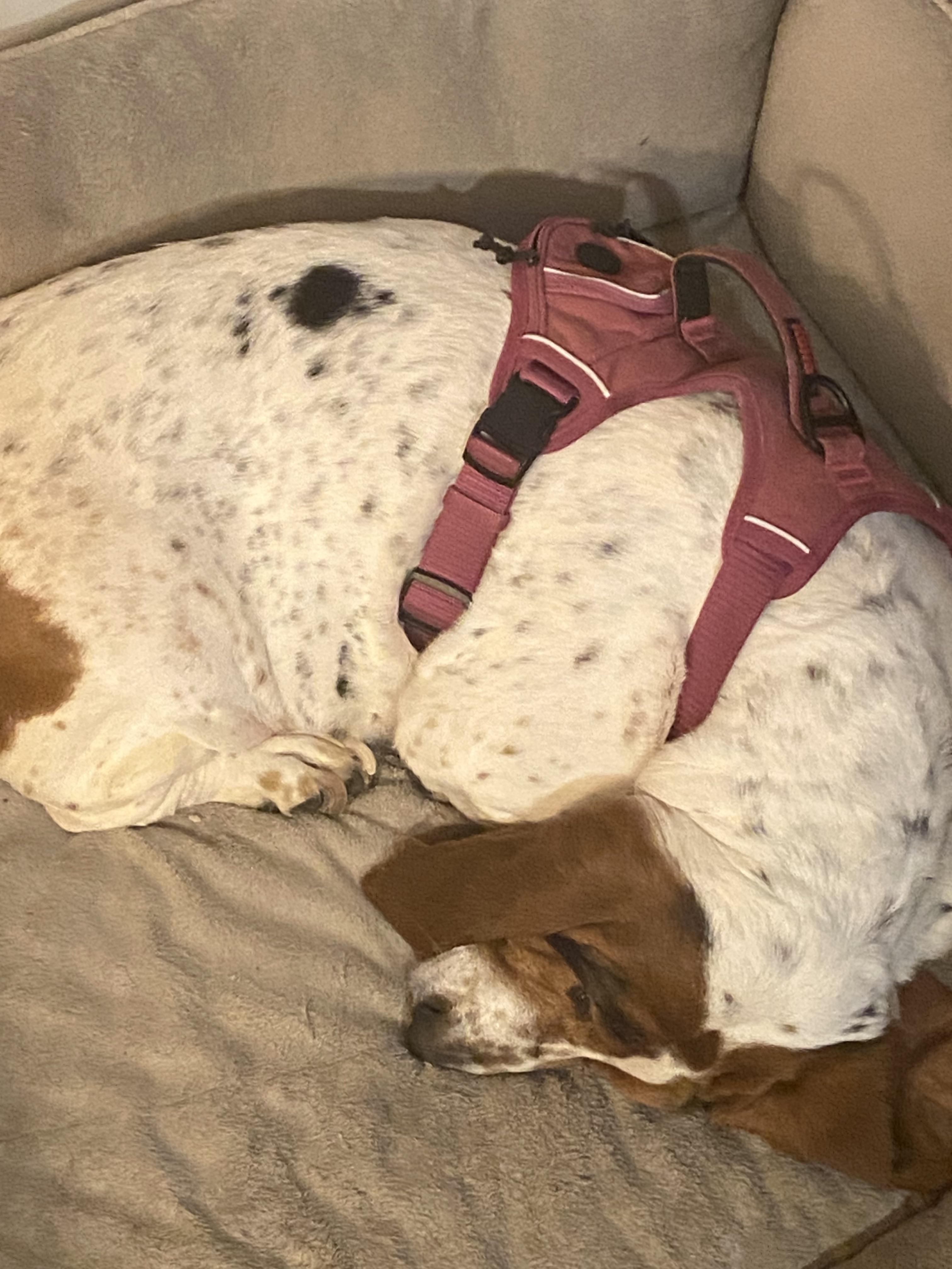 This is my dog Birdie, she gets irritated whenever somebody uses tone