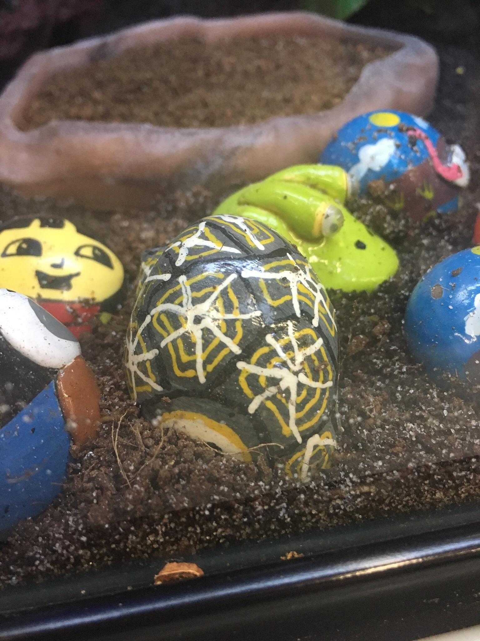 Someone at Petco painted this hermit crab to look like Jager! r/Rainbow6
