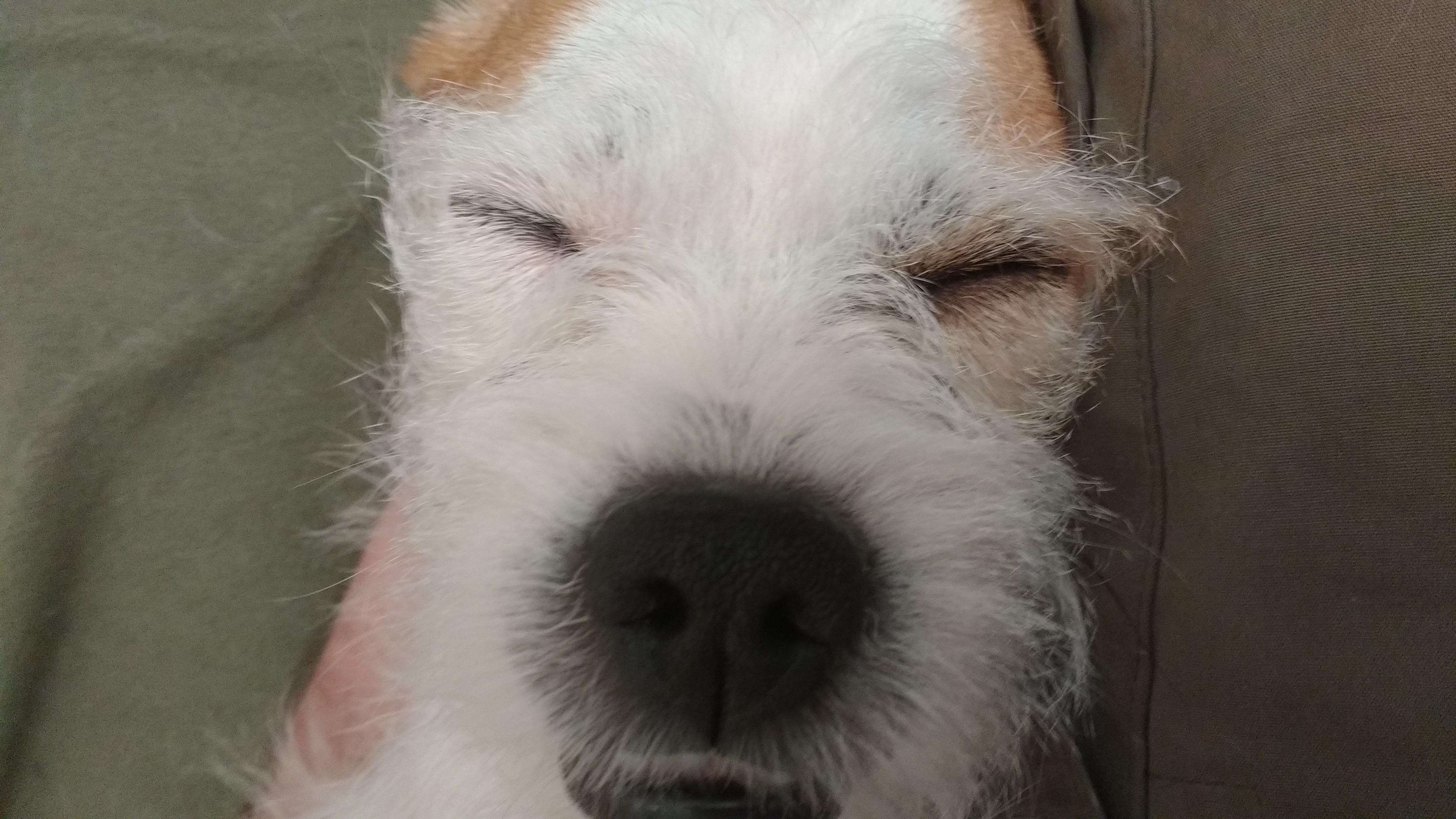 My dog's underbite after I asked if he wanted something, but fell