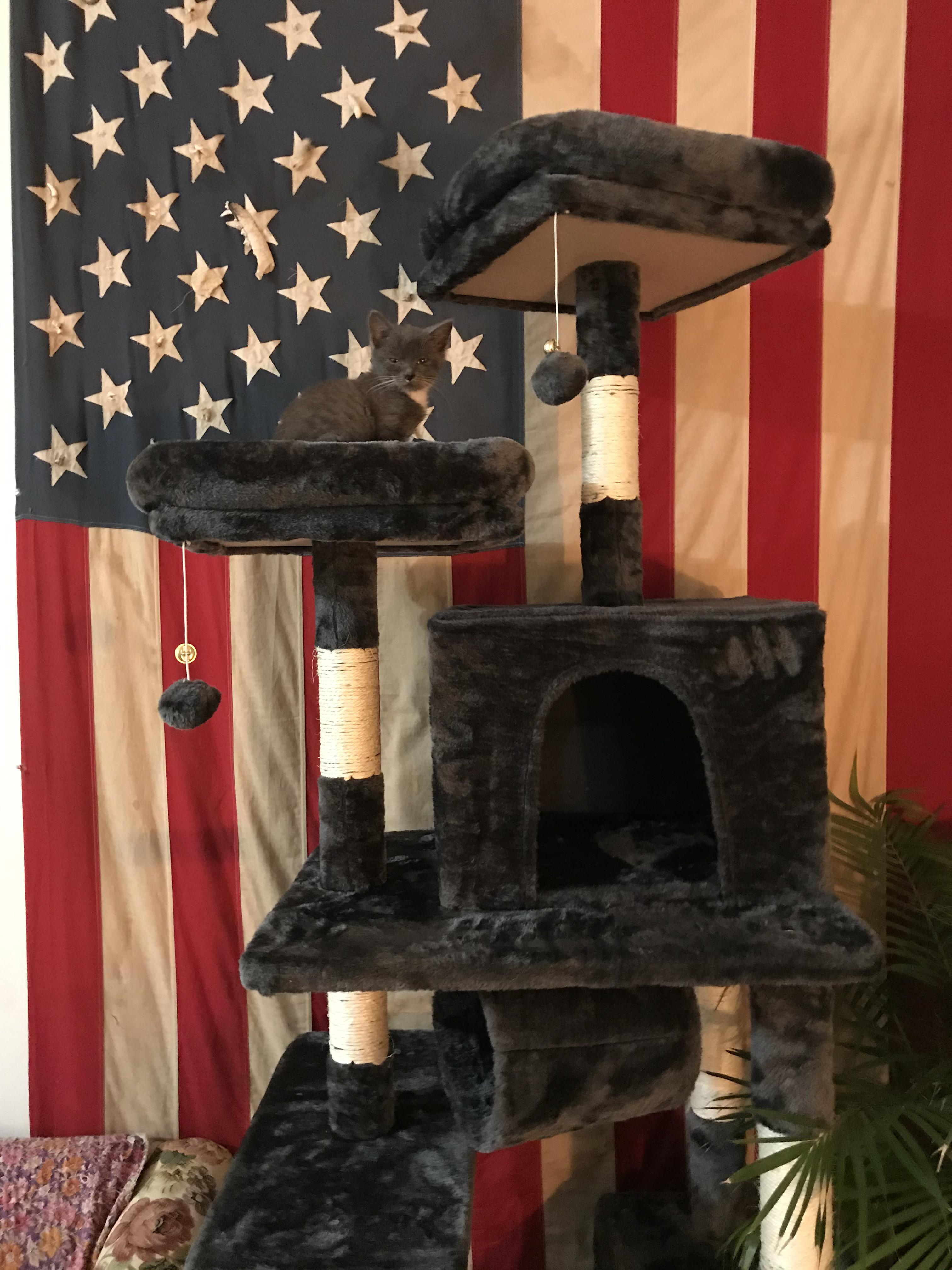 Just put together a 7 foot tall cat tower for a 7 inch tall kitten. r/aww