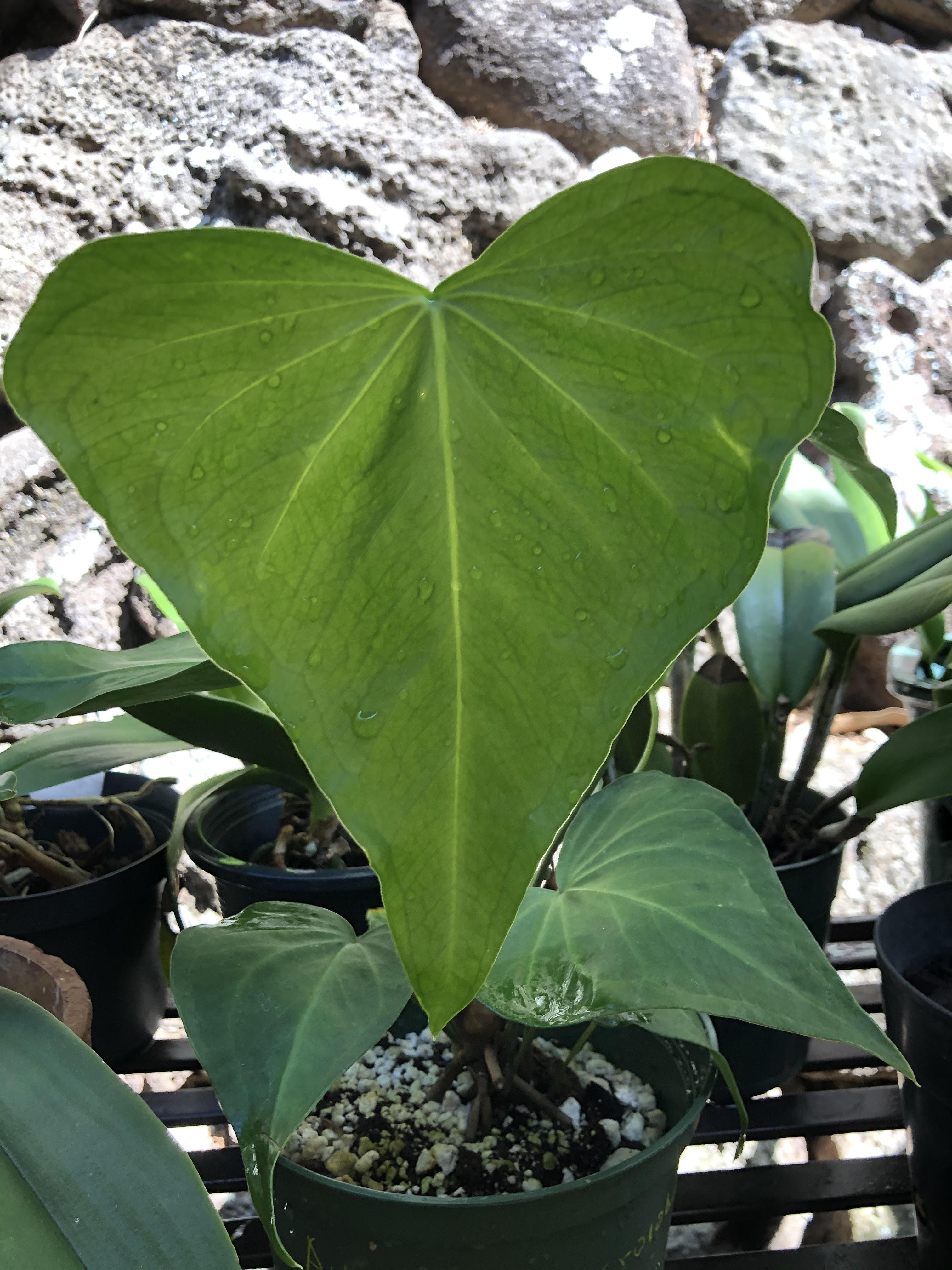 Anthurium Macrolobium in juvenile stage Anthurium