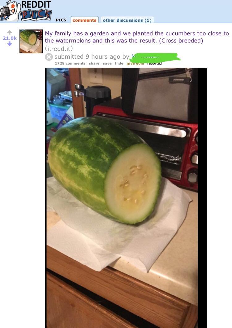 watermelon cucumber cross pollination