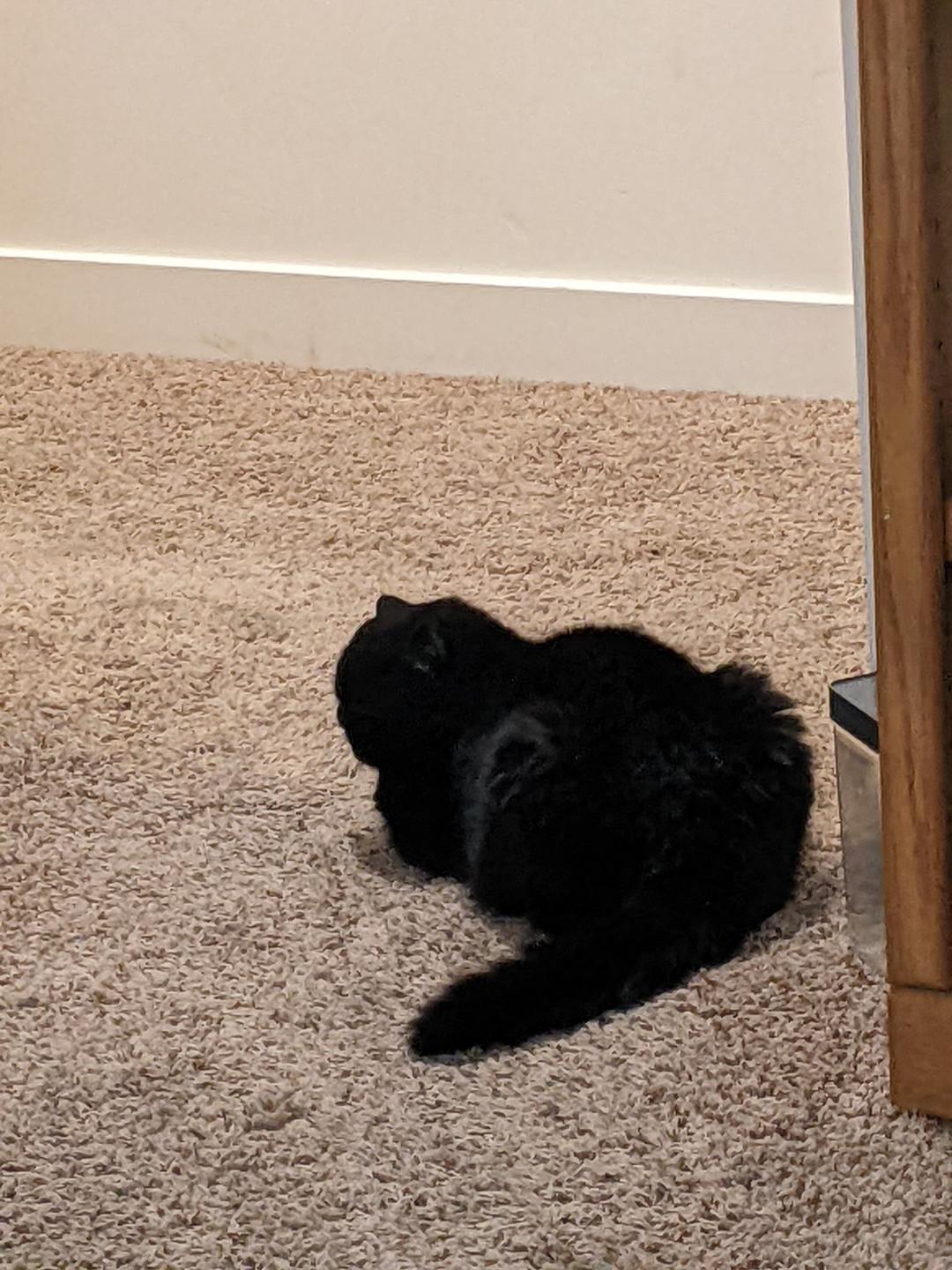 Why does my cat lay by the door? r/cats