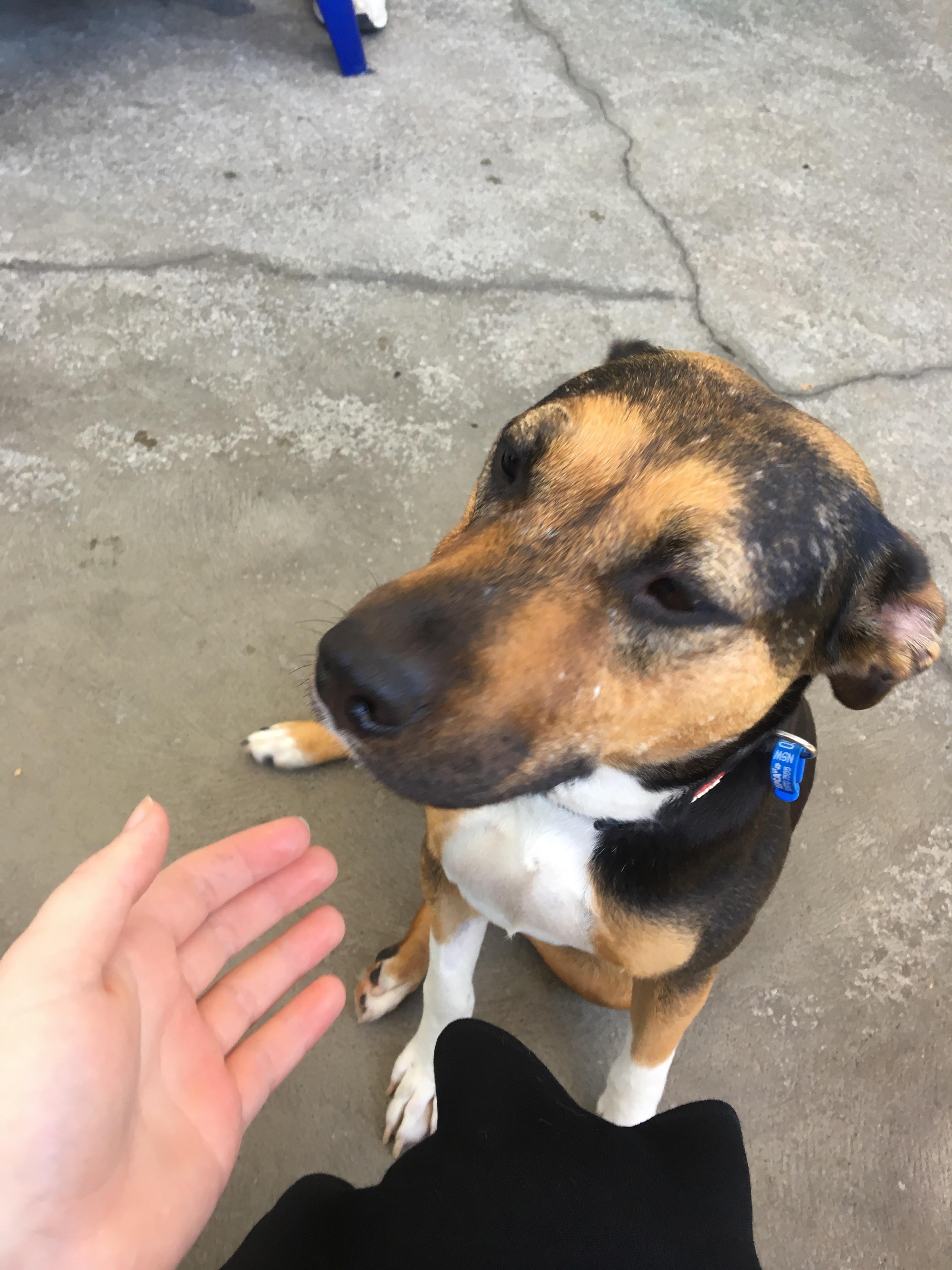 Got a rescue dog from the RSPCA! r/aww