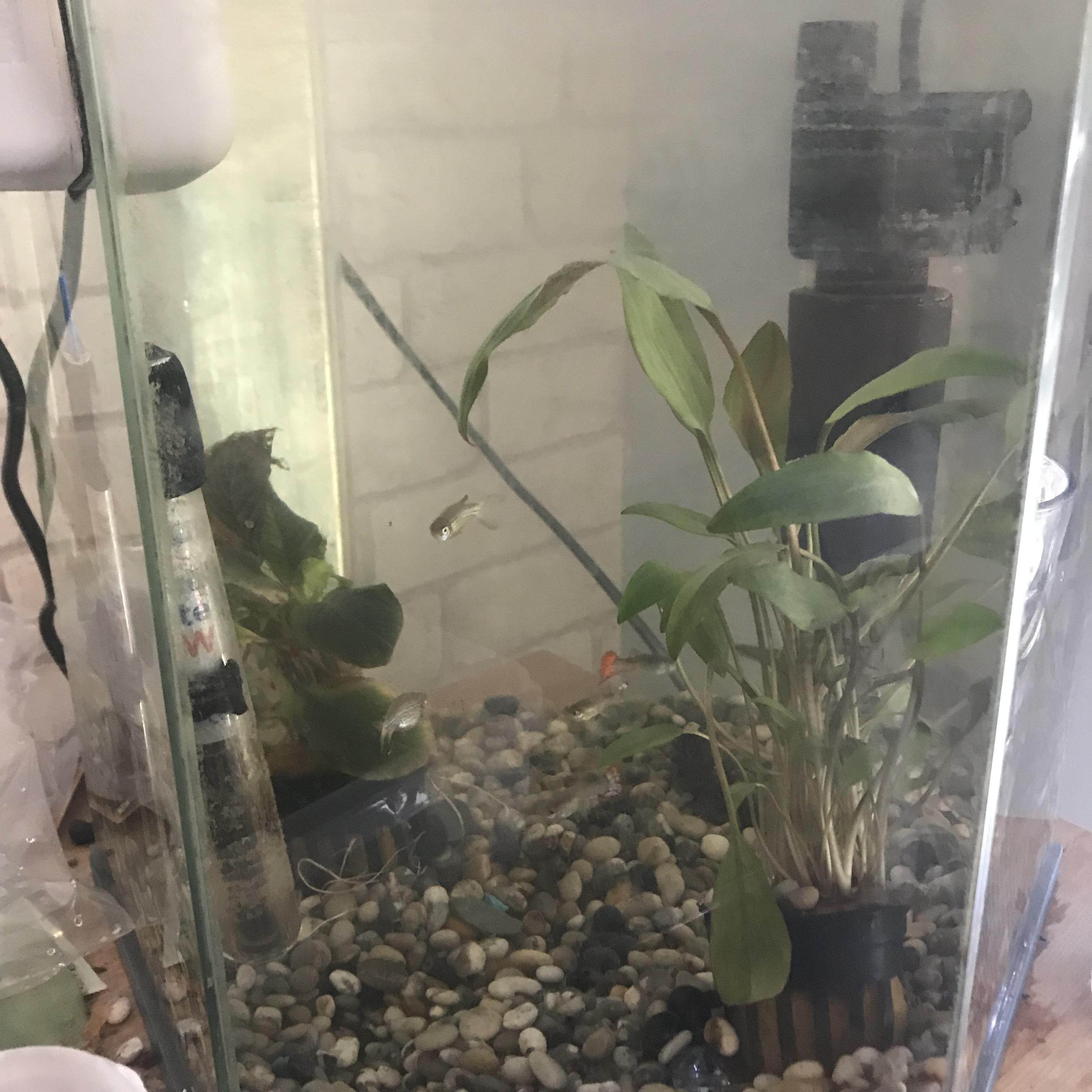 This is my first fish tank, any tips( is is tropical fish). sorry for