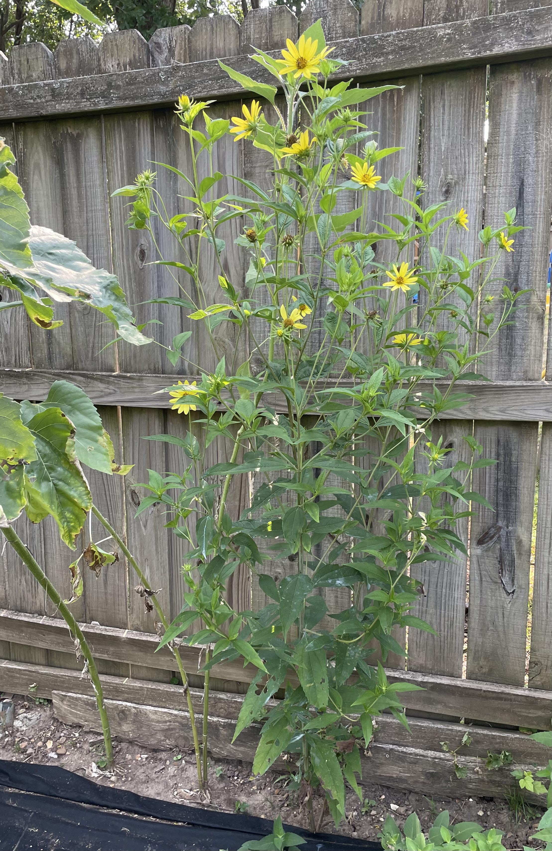 My perennial sunflower (Maximilian) got chopped down. The roots are