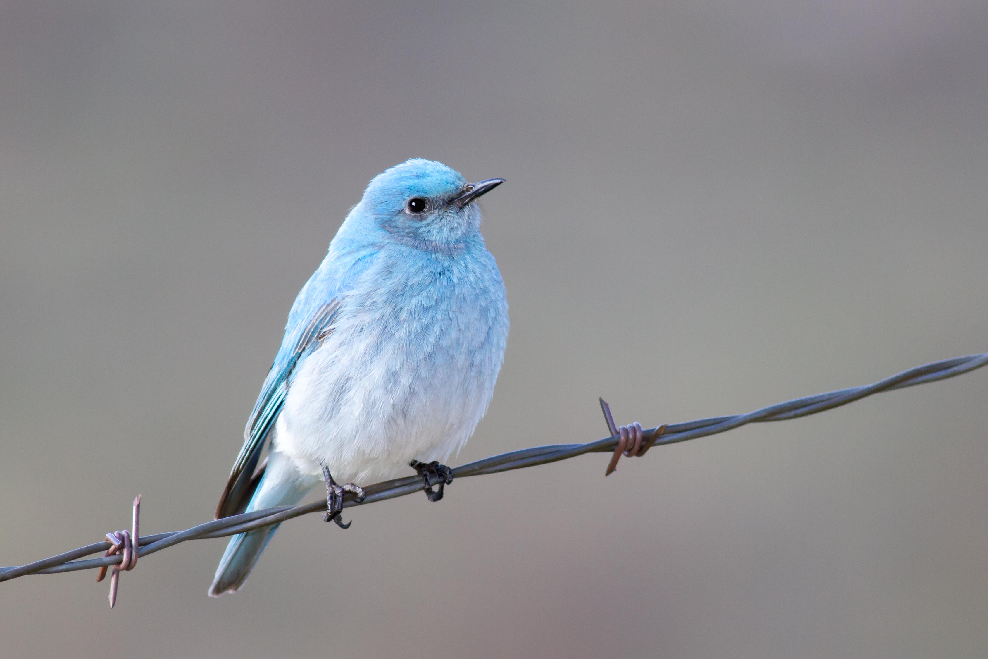 Mountain Bluebird, Montana. 7d + 400mm 5.6 r/wildlifephotography