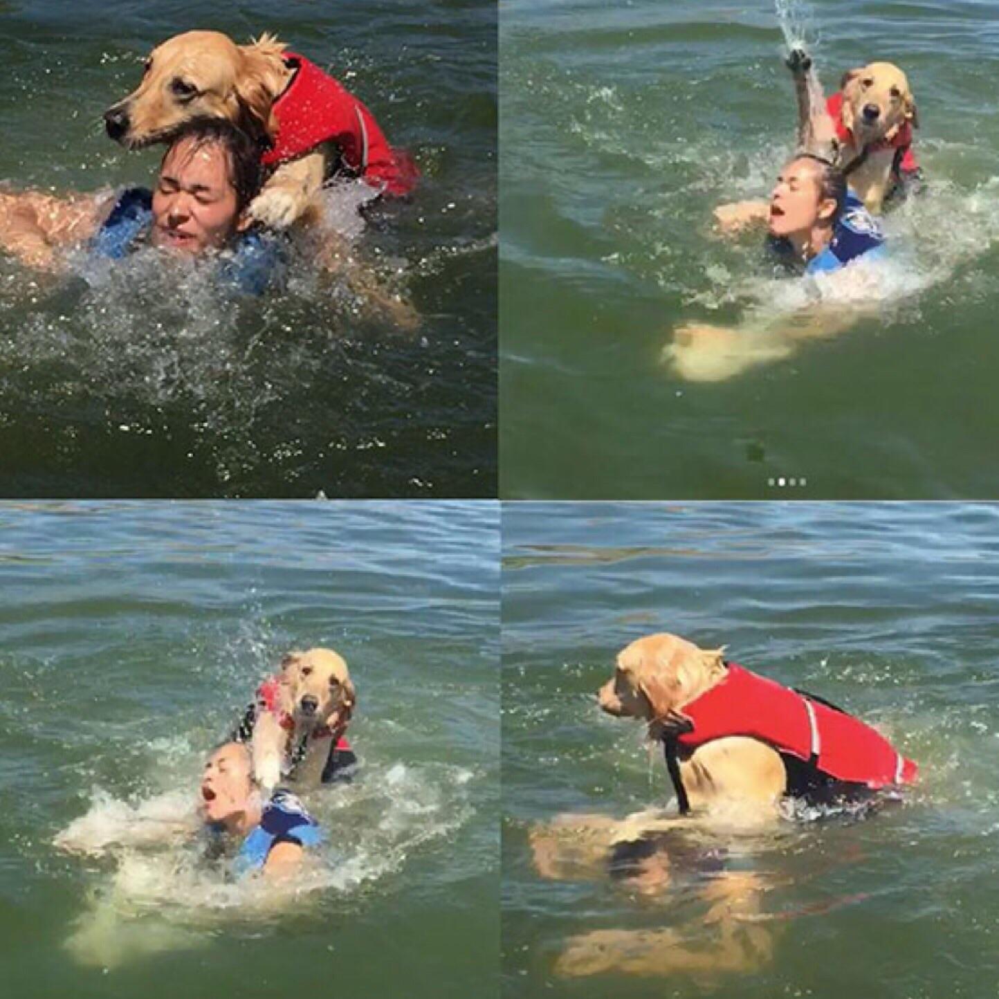 When you take your dog swimming but it has different plans. r