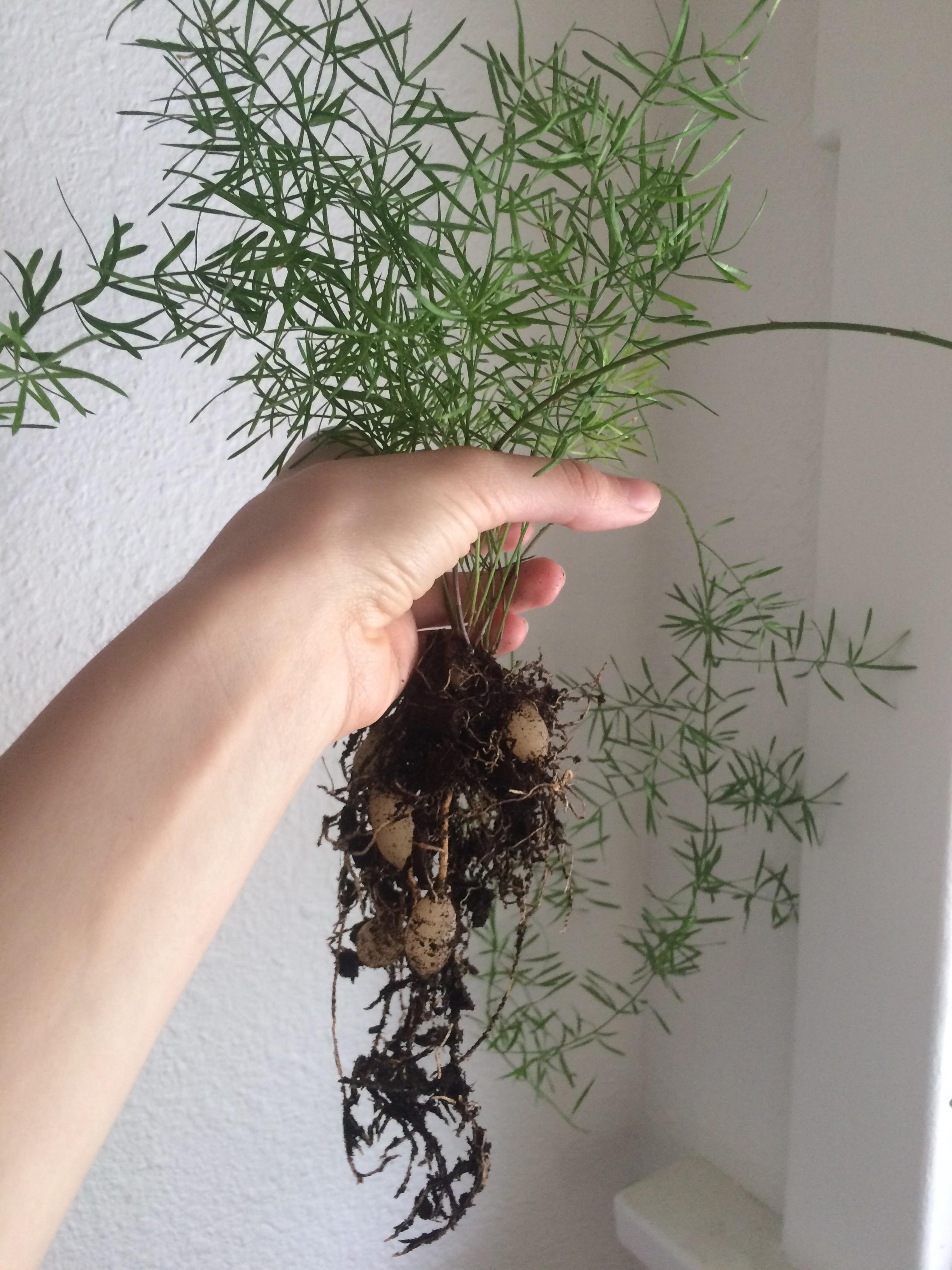 I'm really digging the root system of this asparagus densiflorus