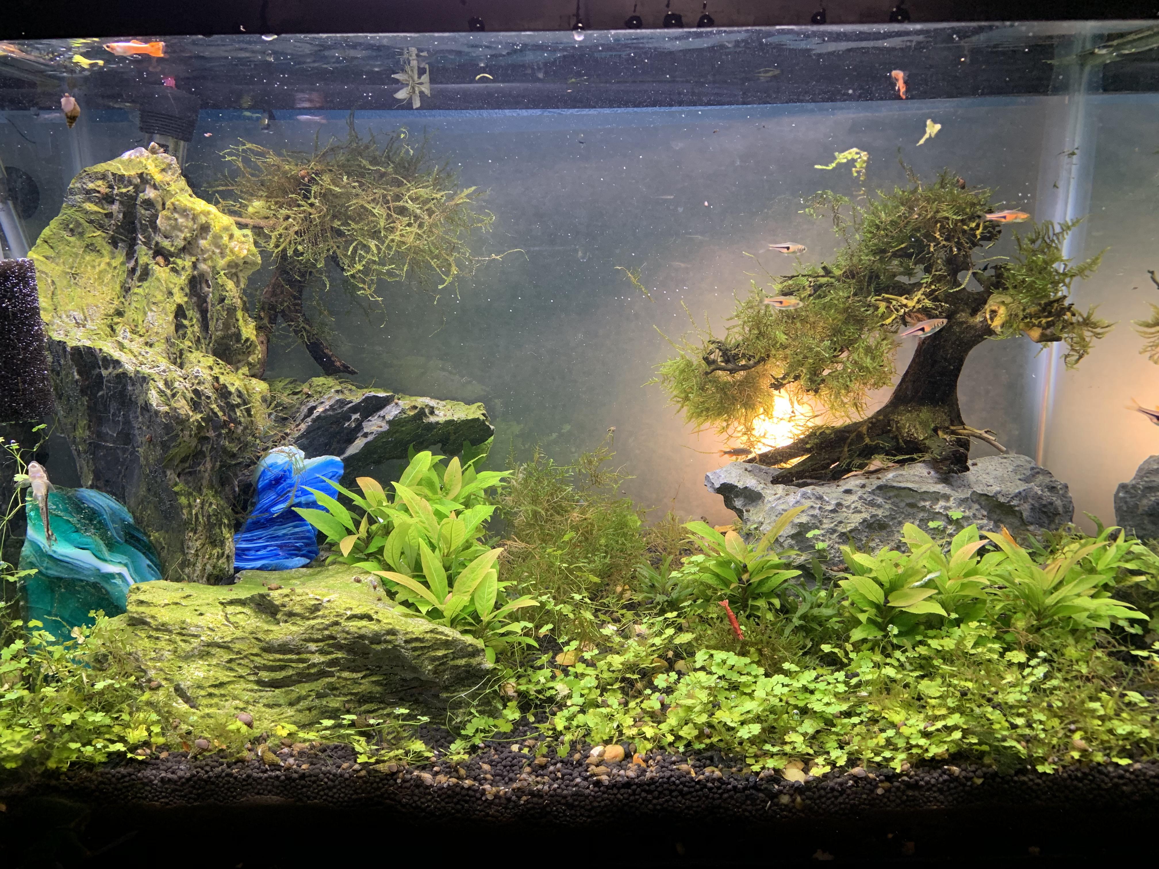My 20 gallon high r/aquarium