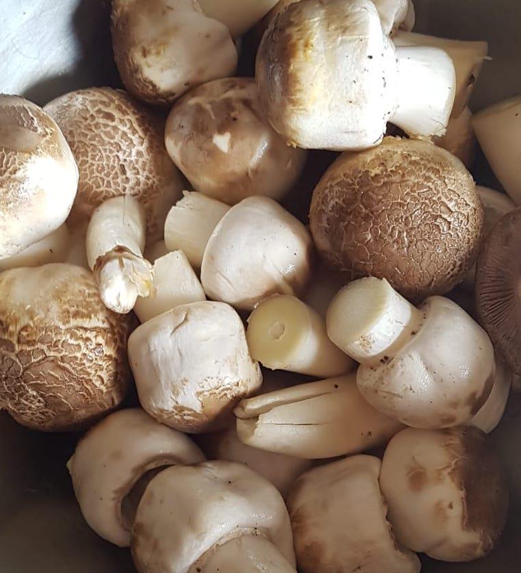 Can anyone ID these mushrooms? Birchip, Victoria, Australia. r/ShroomID